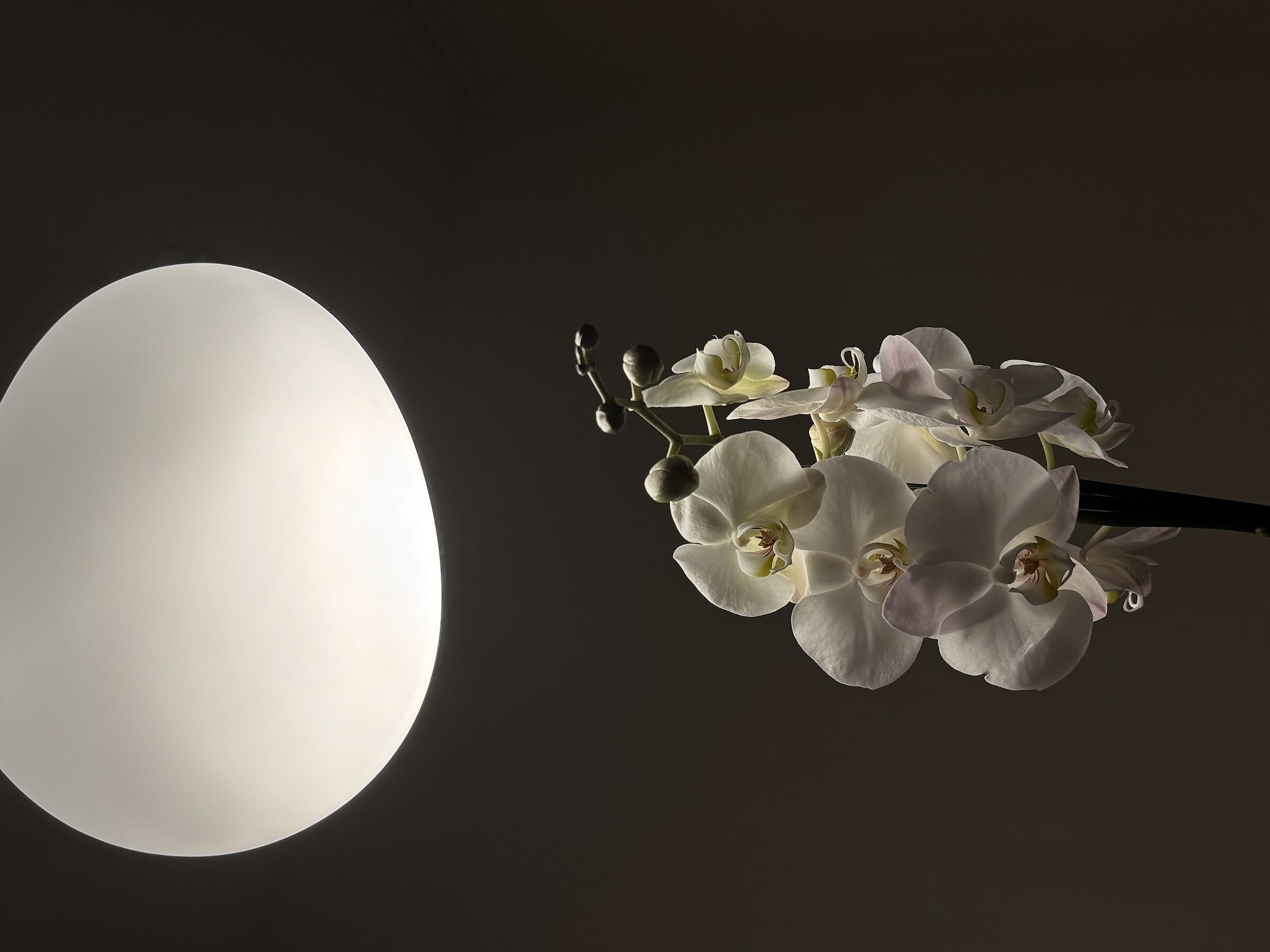 Melancholia and Phalenopsis