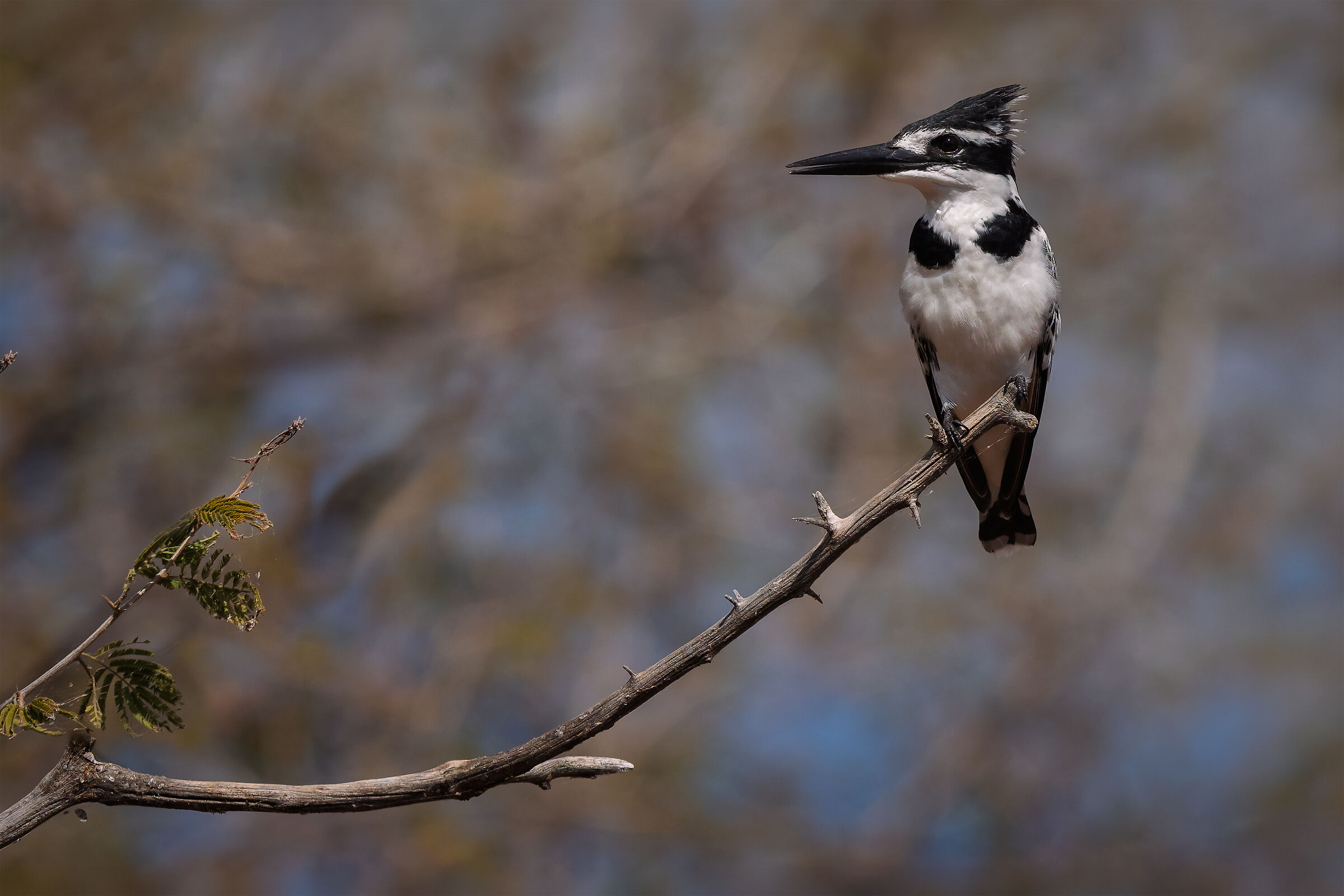 Black and white kingfisher