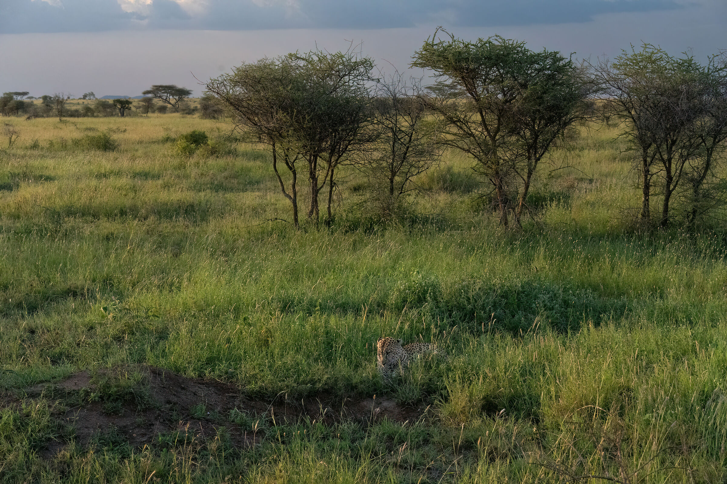 L'attesa del leopardo