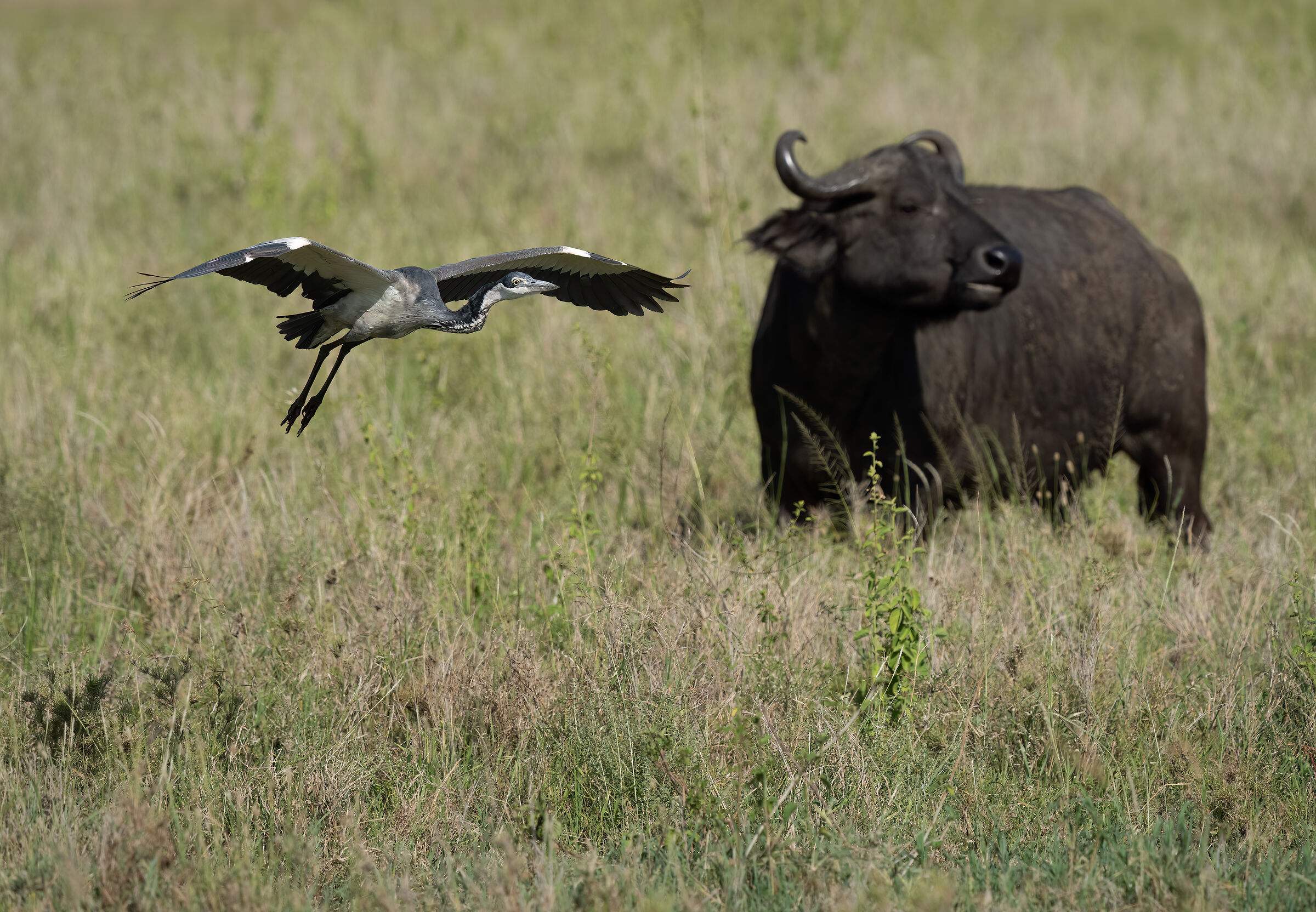 Airone testanera e bufalo