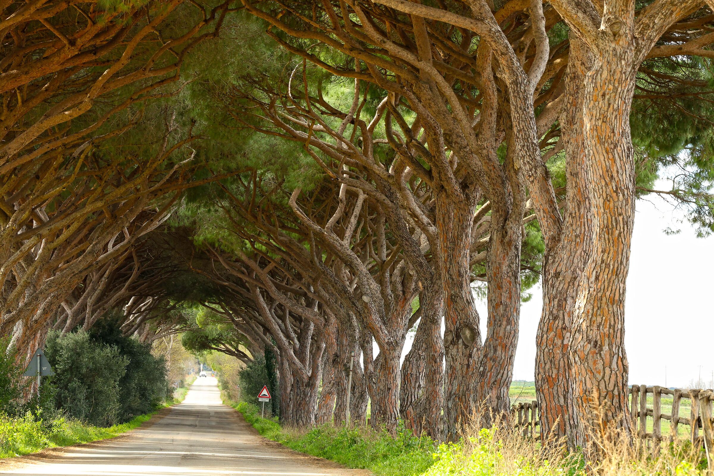 Viale di Marina di Alberese (gr)