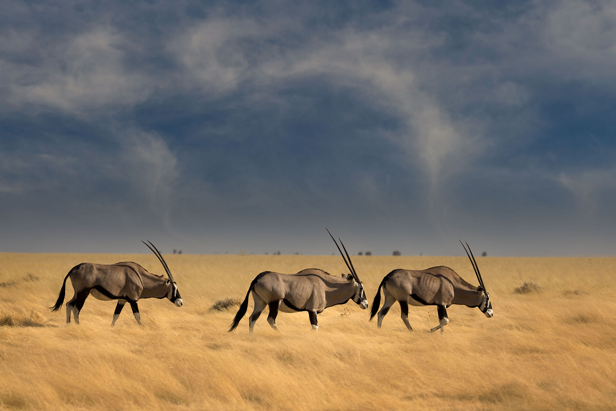 Oryx between grass and wind