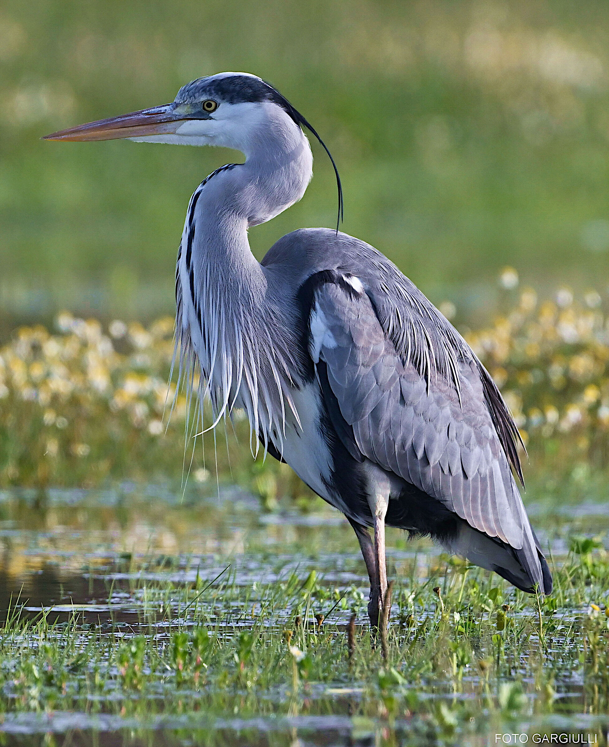 Grey Heron