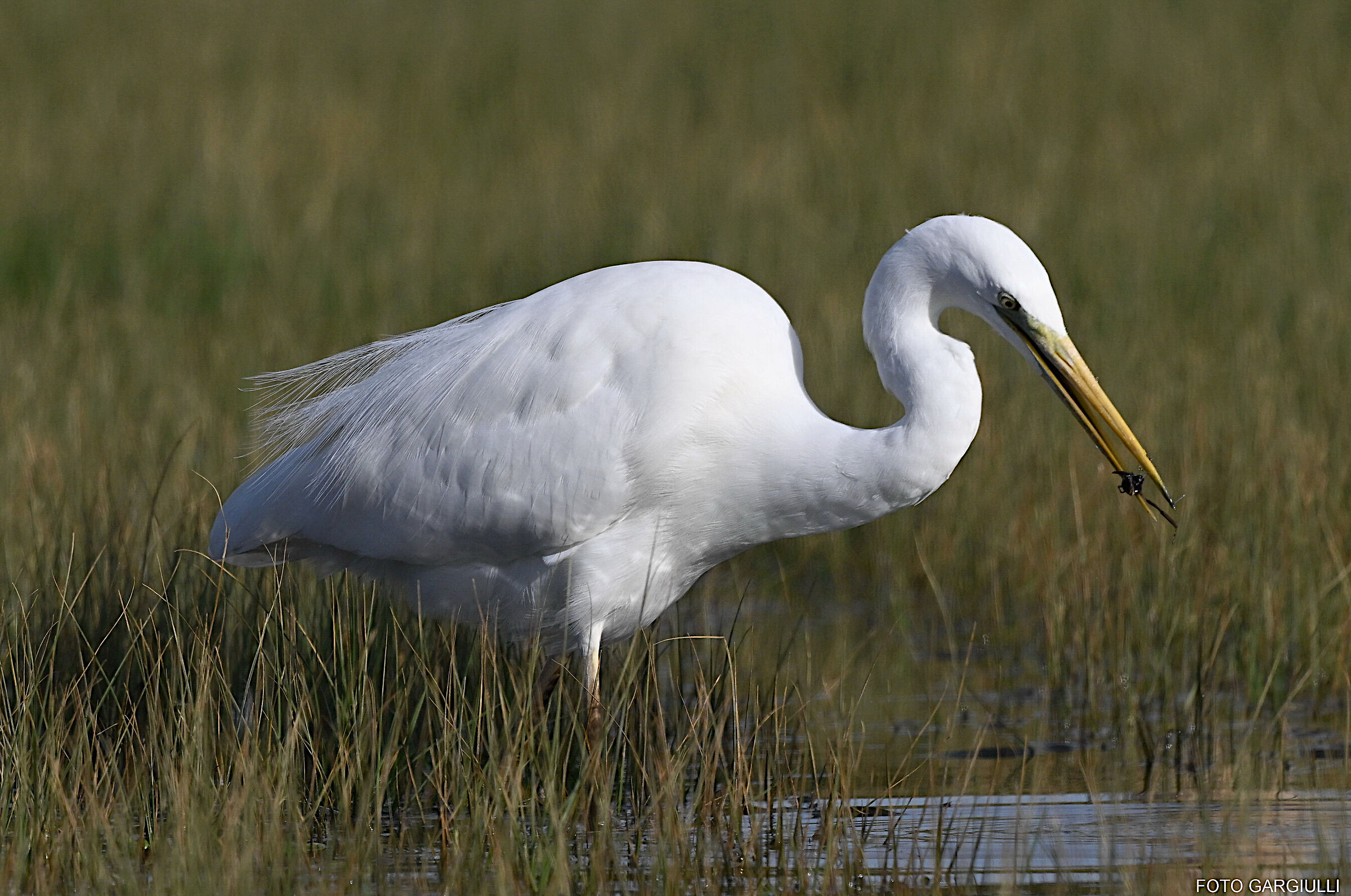 White Heron with prey
