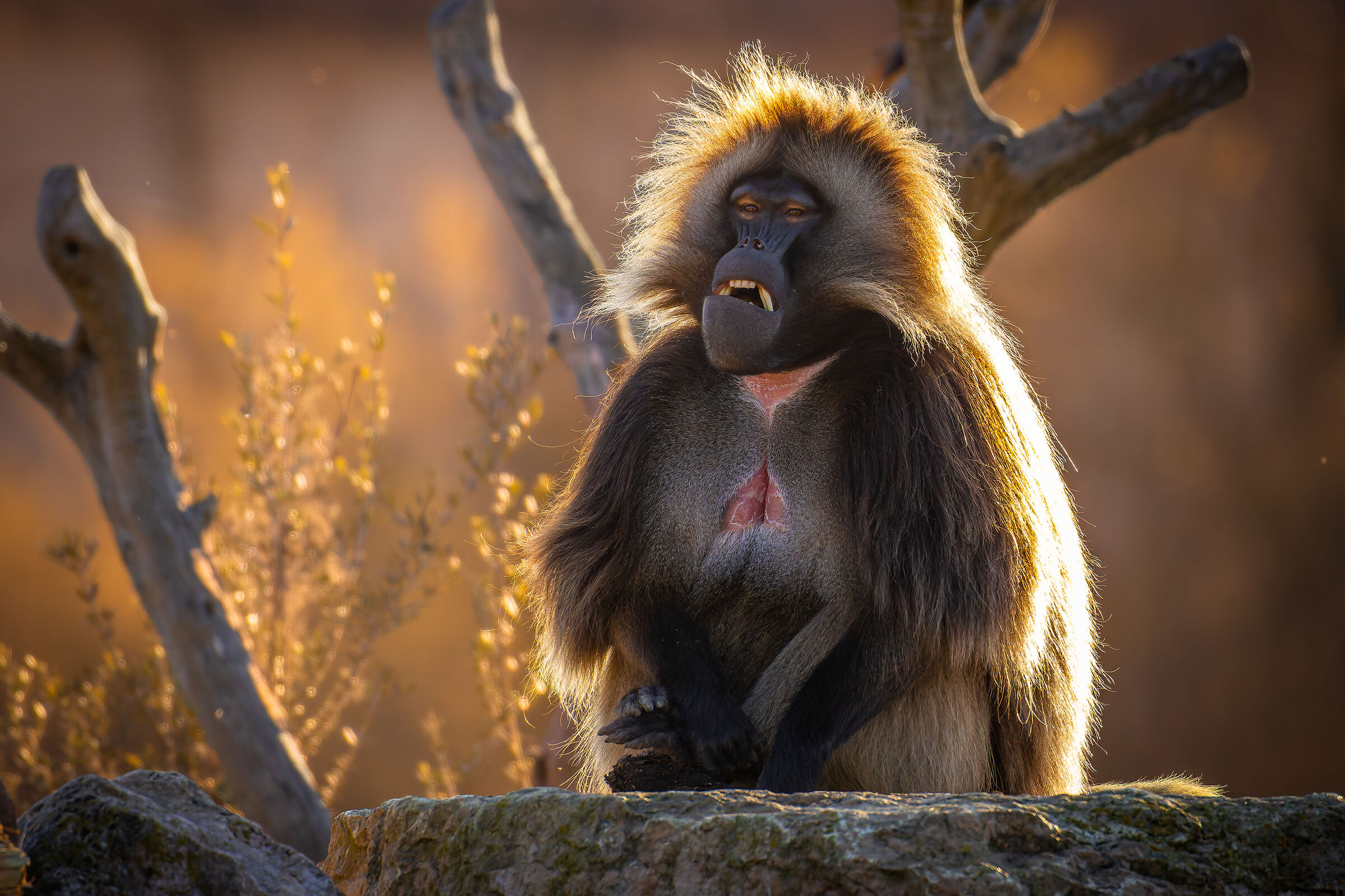 Gelada