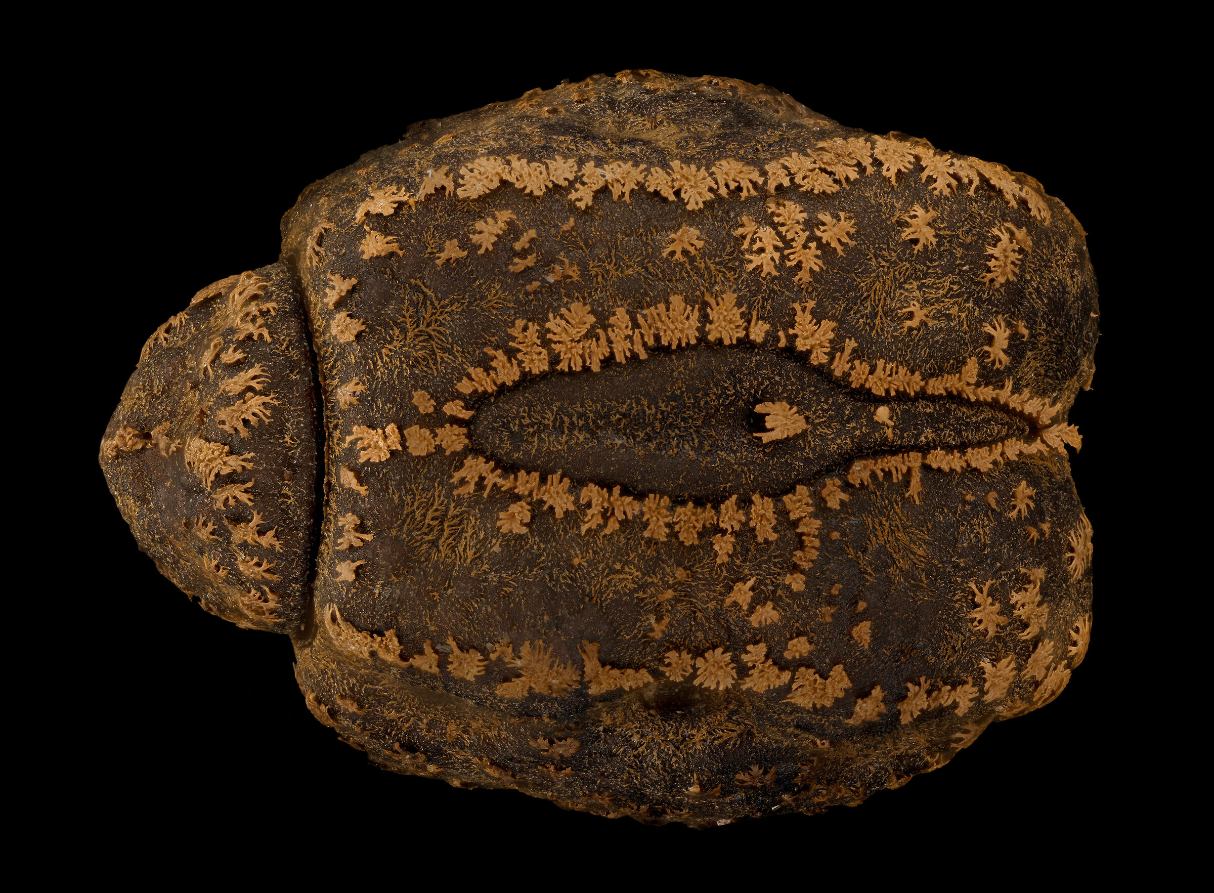 Cryptophyllium limogesi