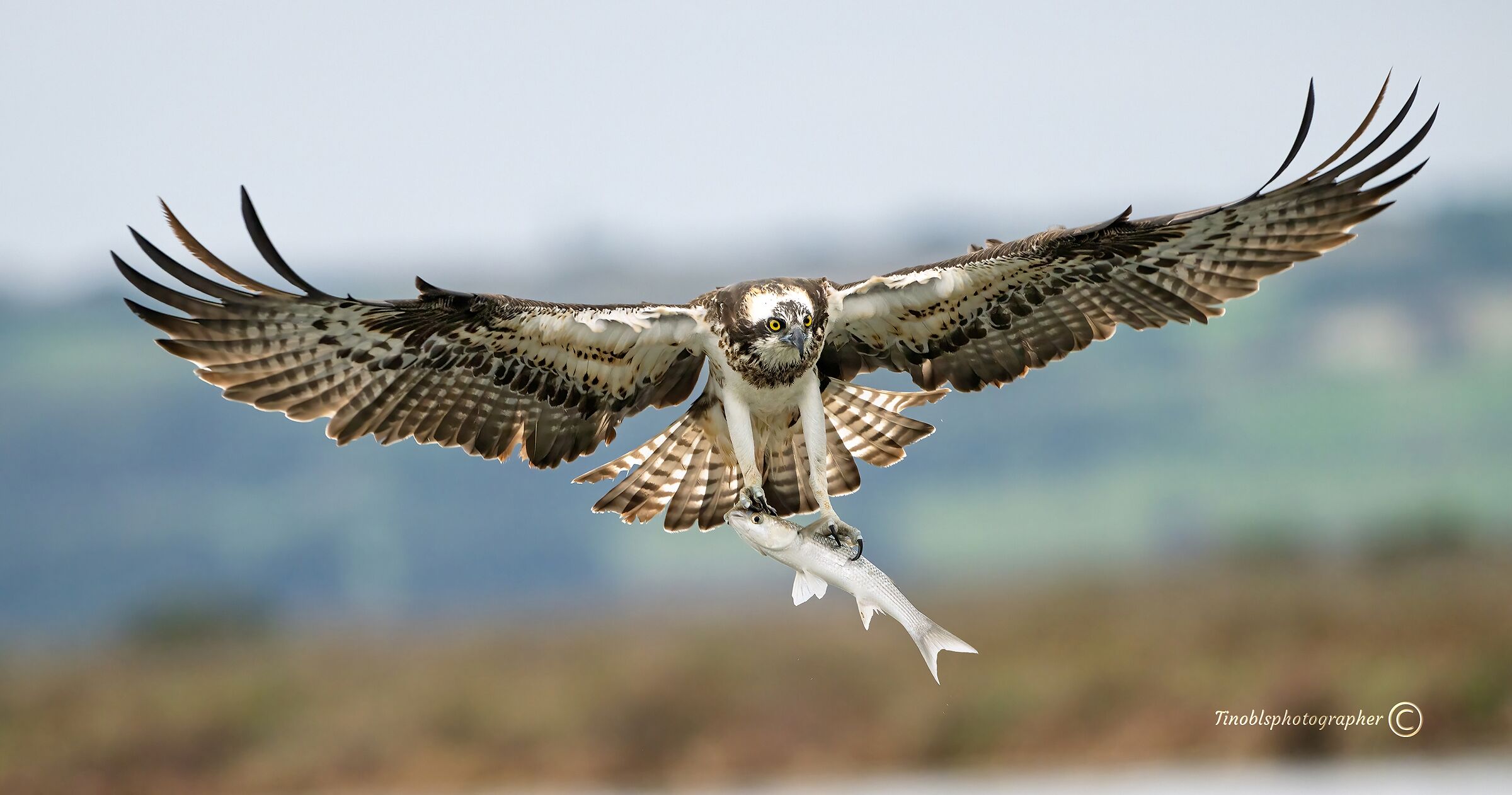 Osprey (Pandion haliaetus)