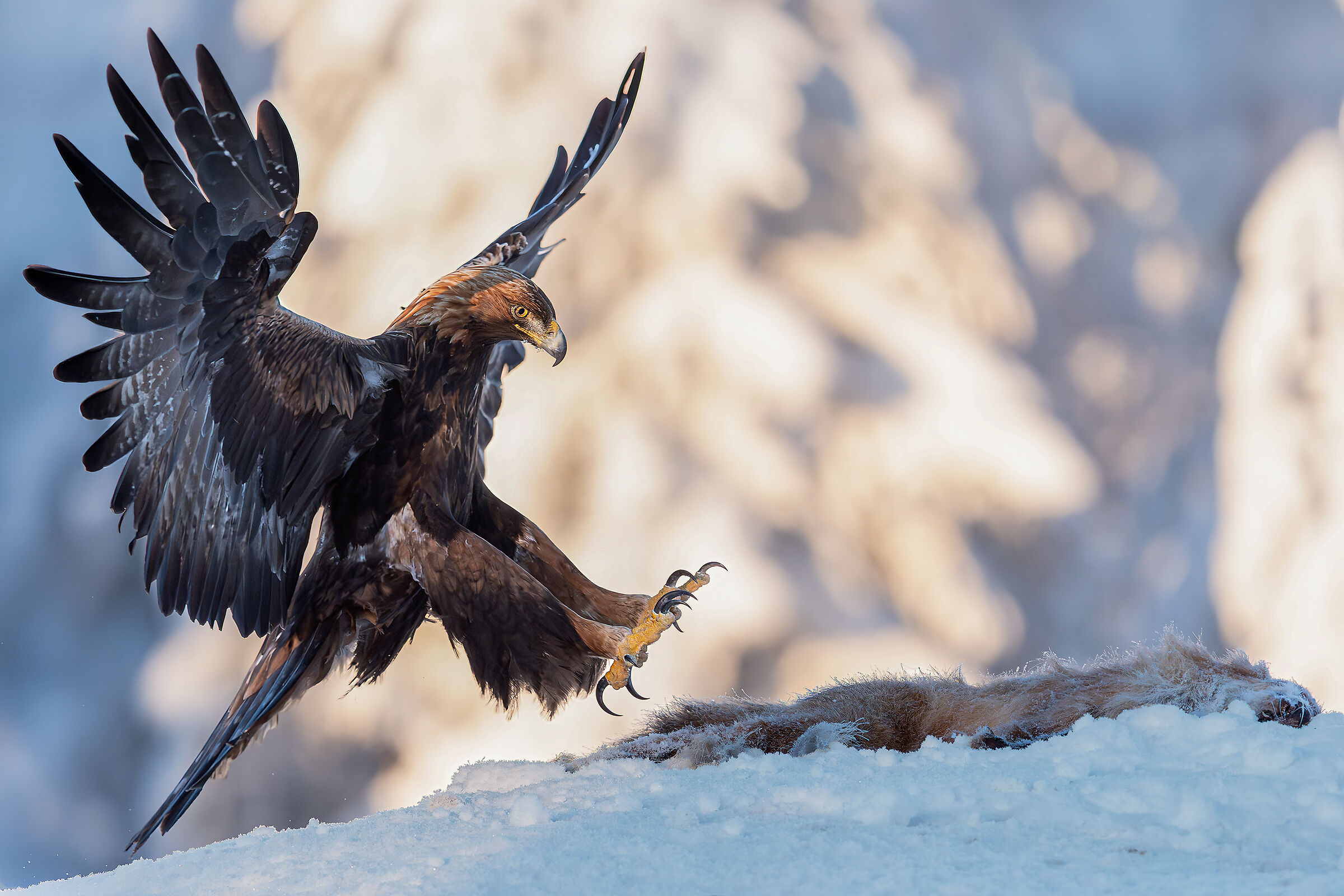 Golden Eagle in planata