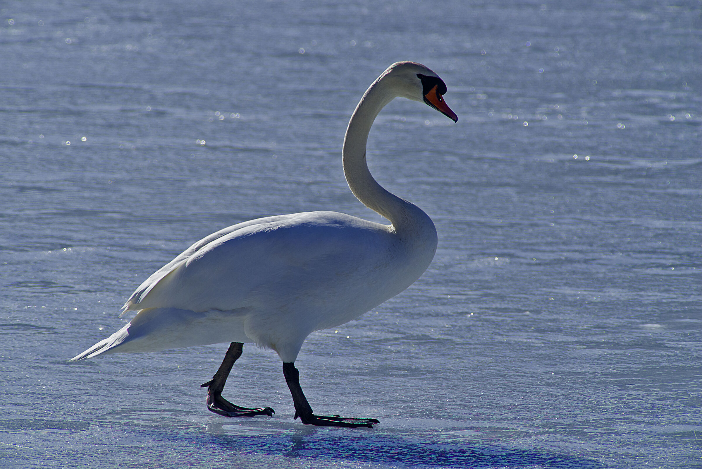 Cigno sul lagno di Alleghe ghiacciato