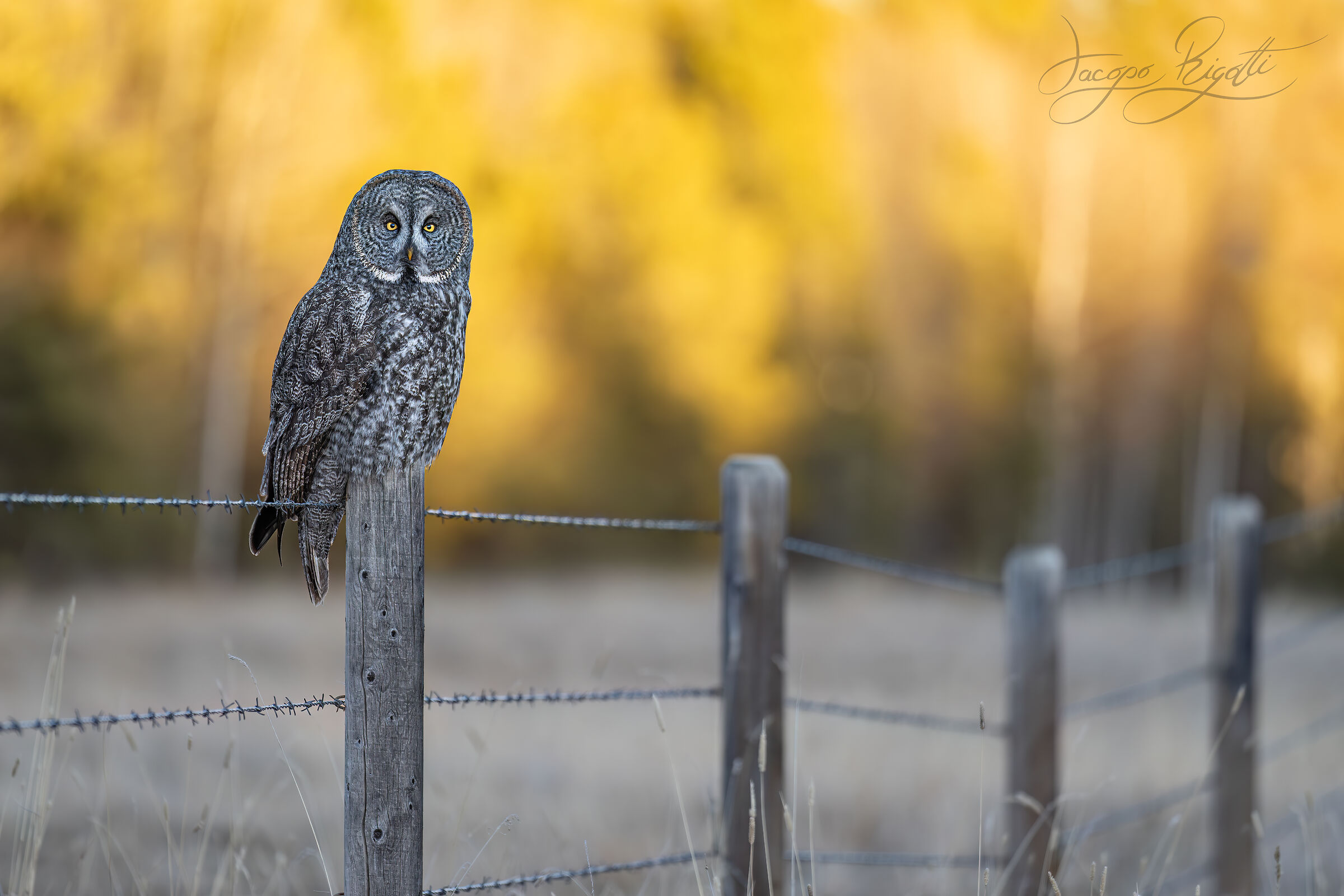 Lapland tawny owl