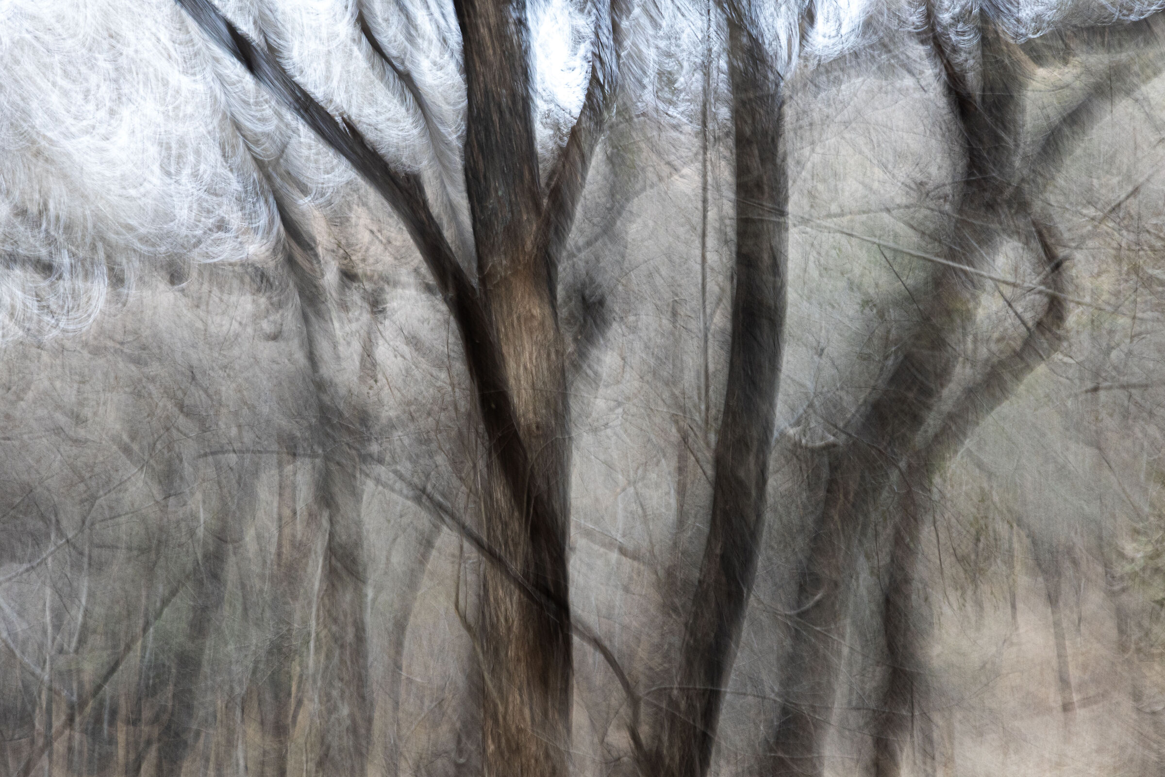 Forest abstraction