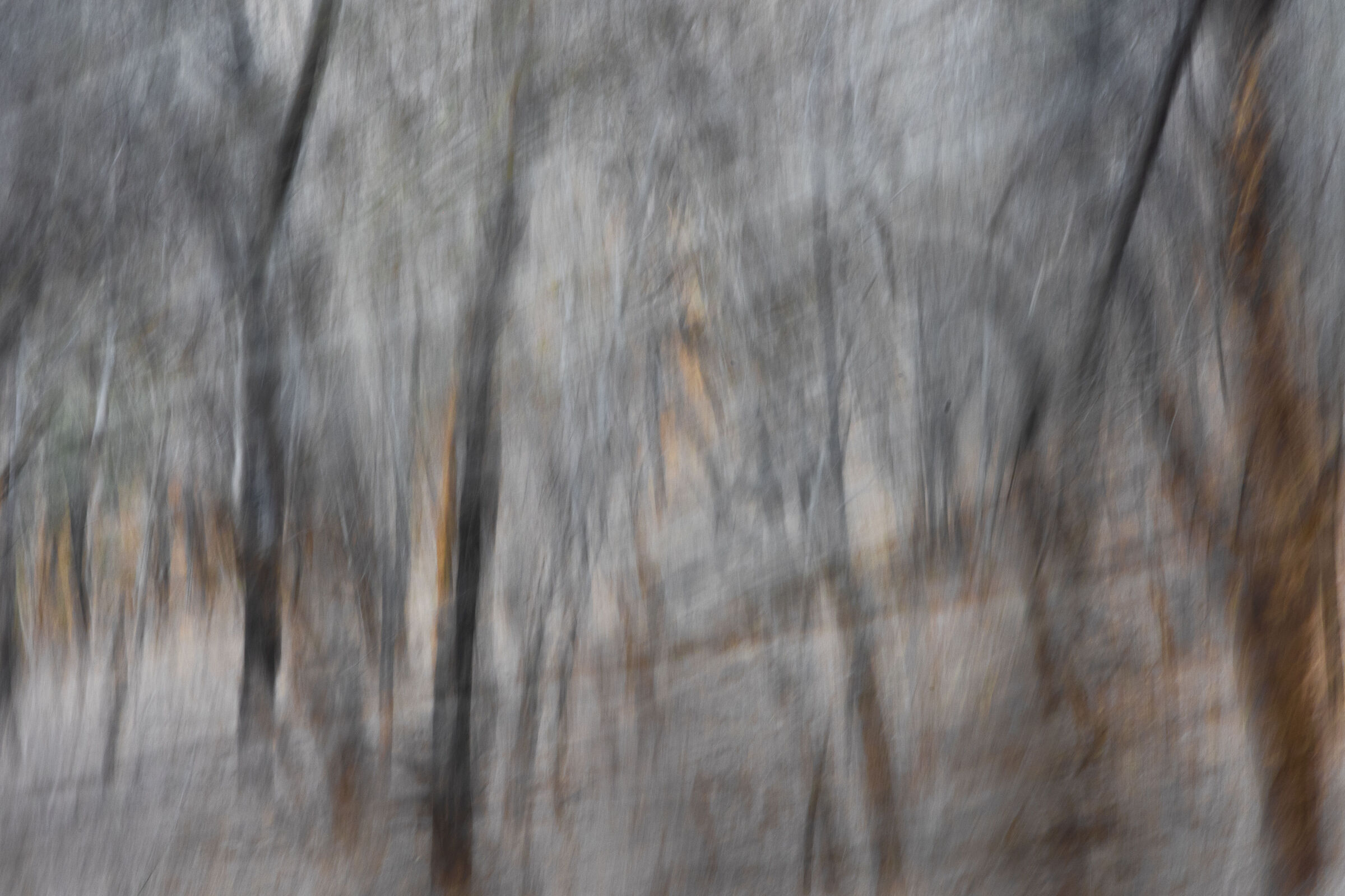 Astrazione della foresta