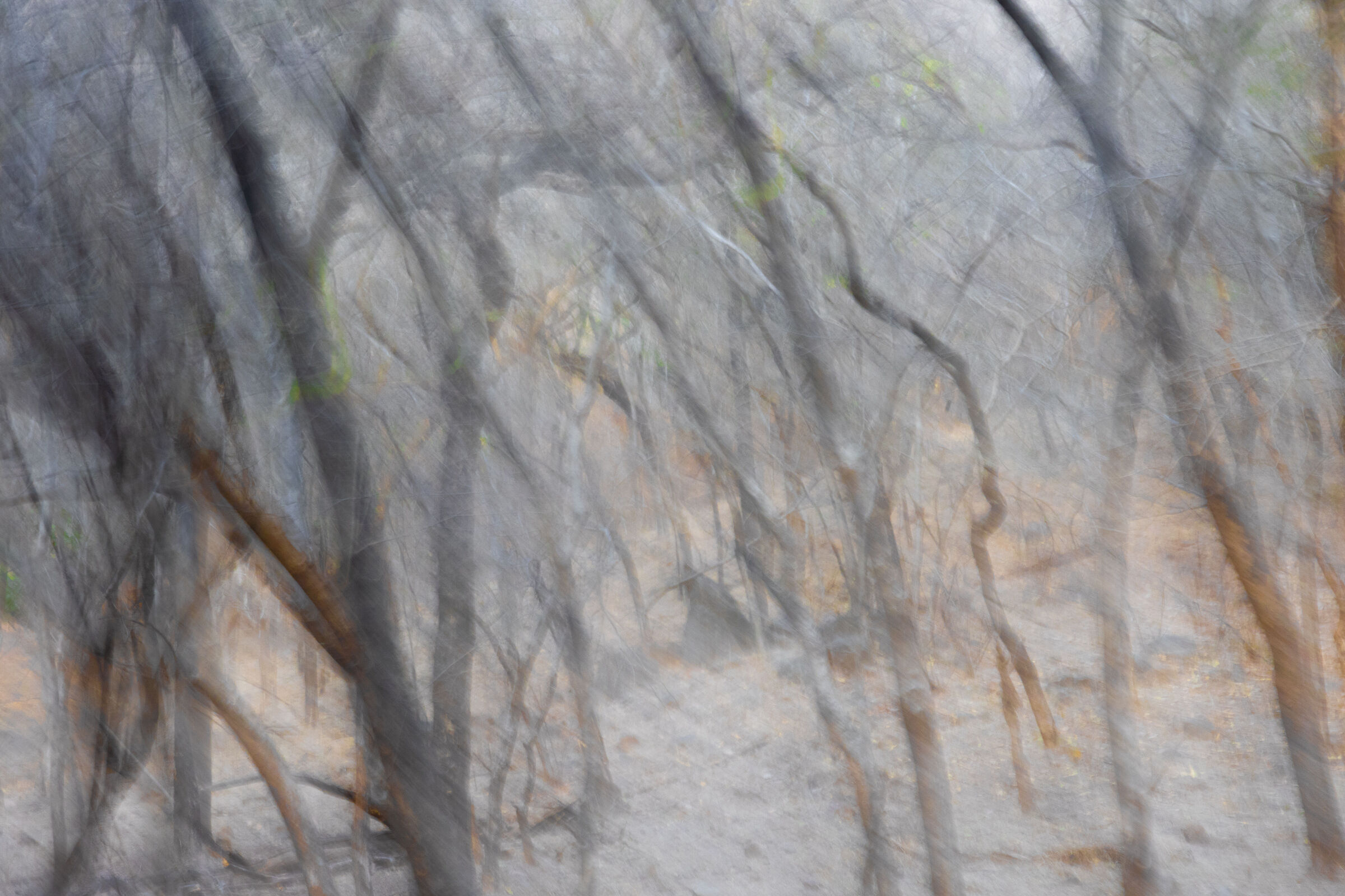 Astrazione della foresta