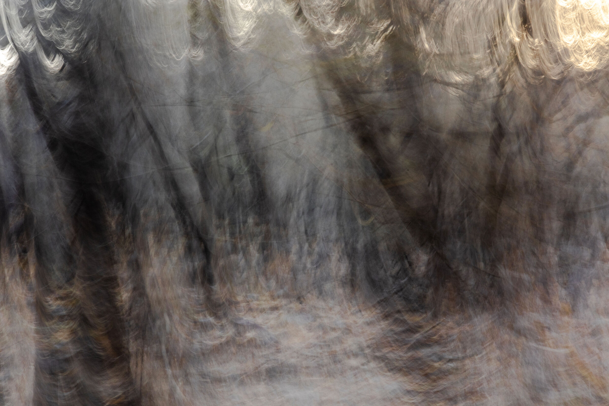 Astrazione della foresta