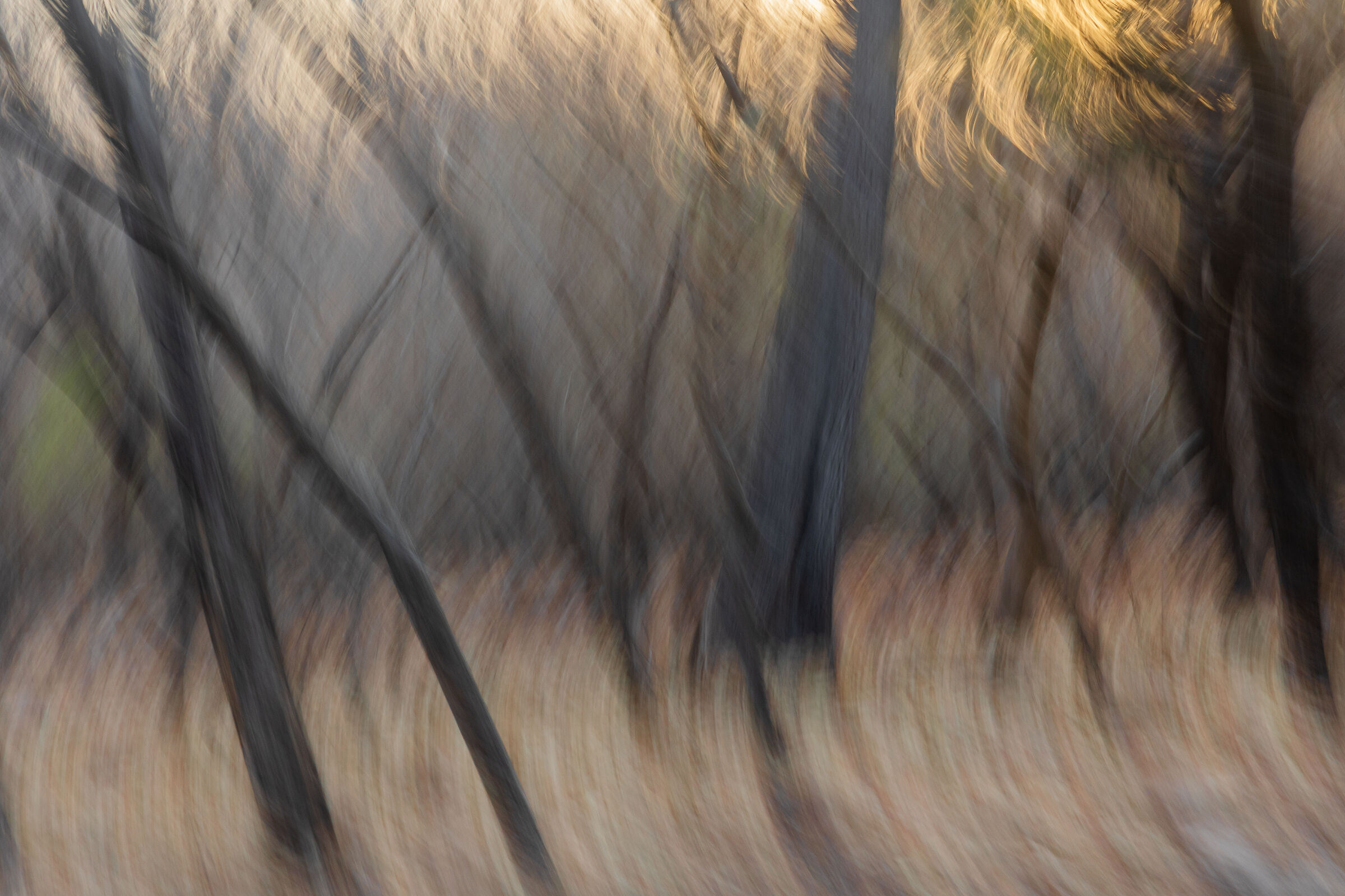 Astrazione della foresta