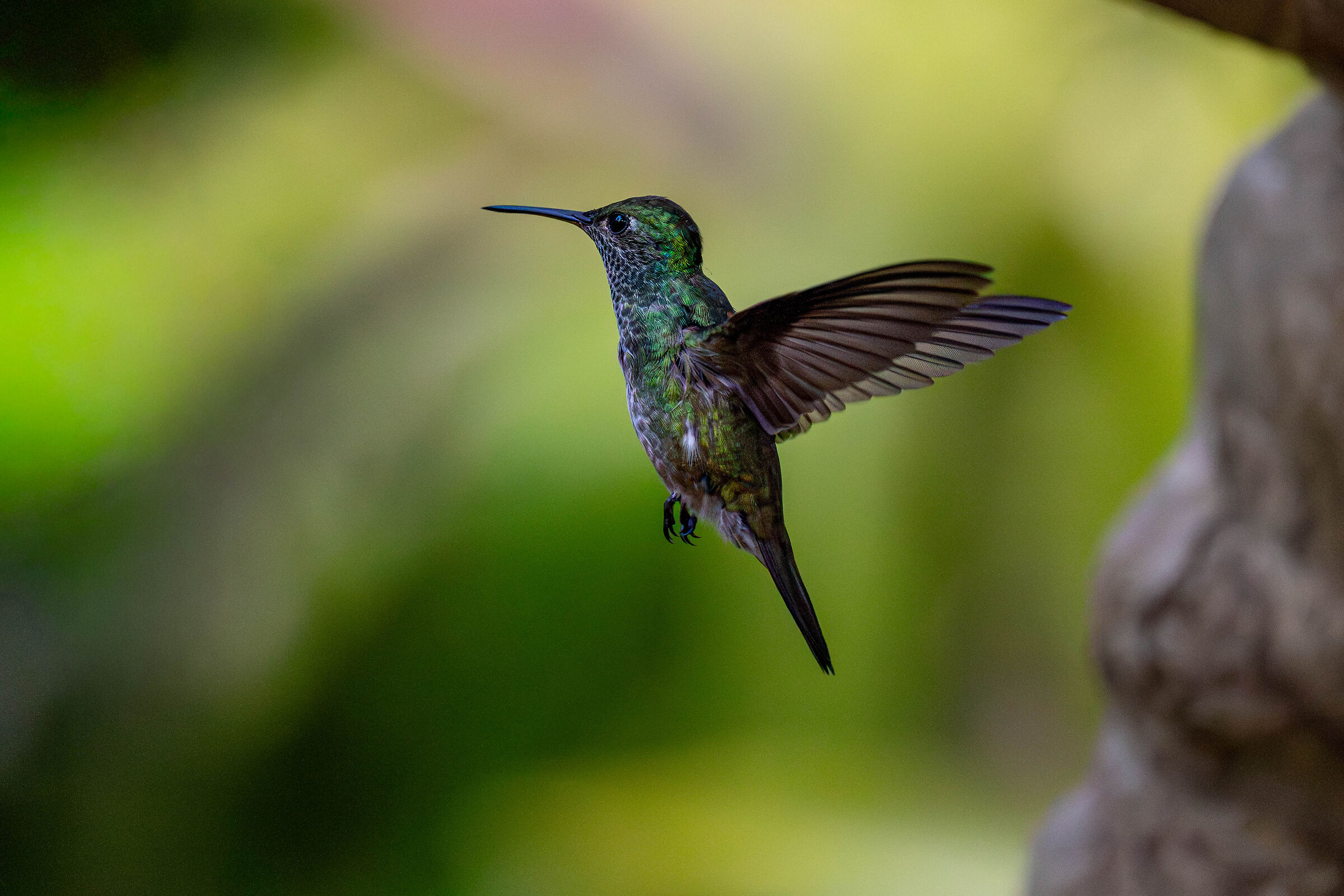 Colibri'