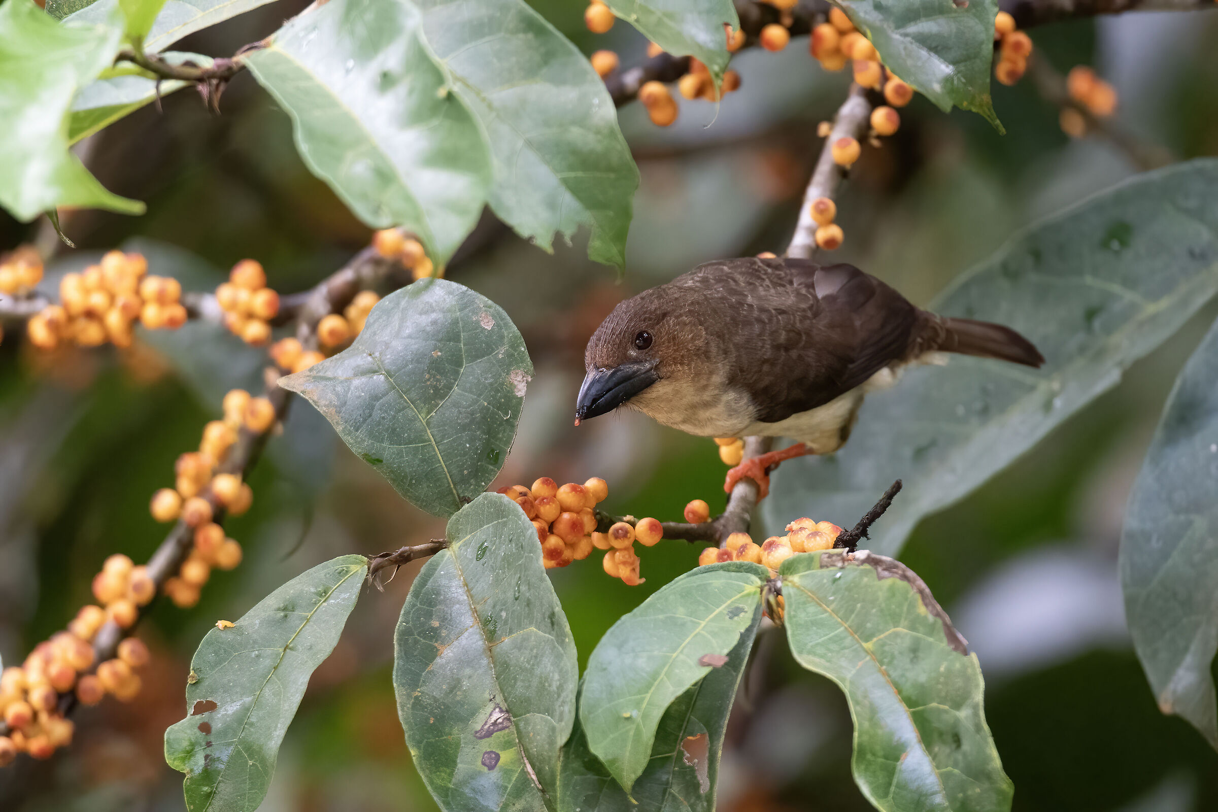 barbet