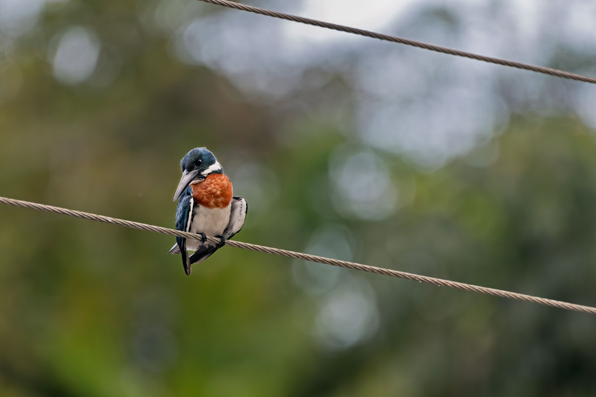 Martin pescatore amazzonico