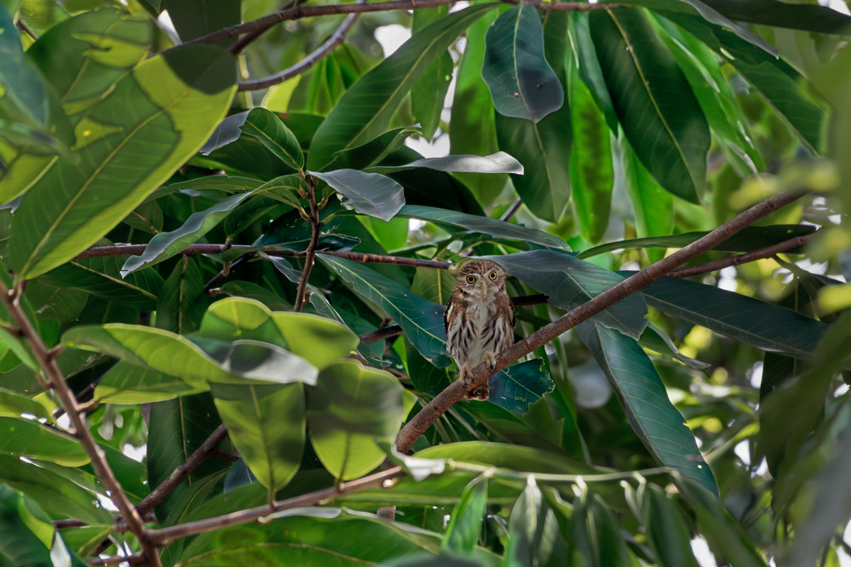 Civetta nana rossiccia