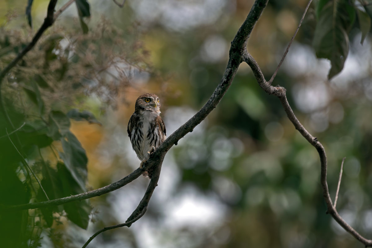 Civetta nana rossiccia