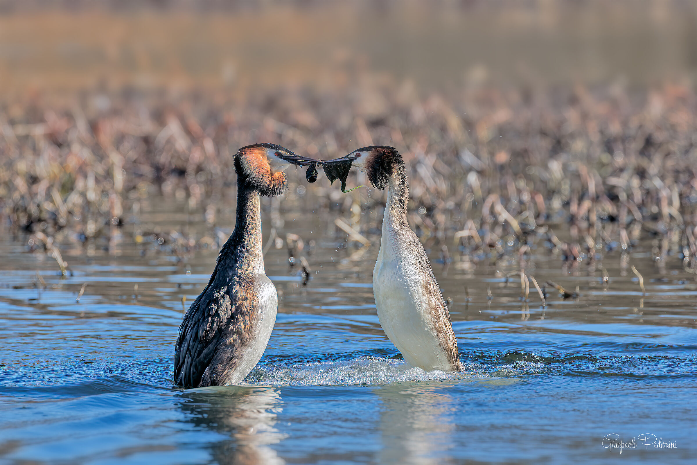 First courtships