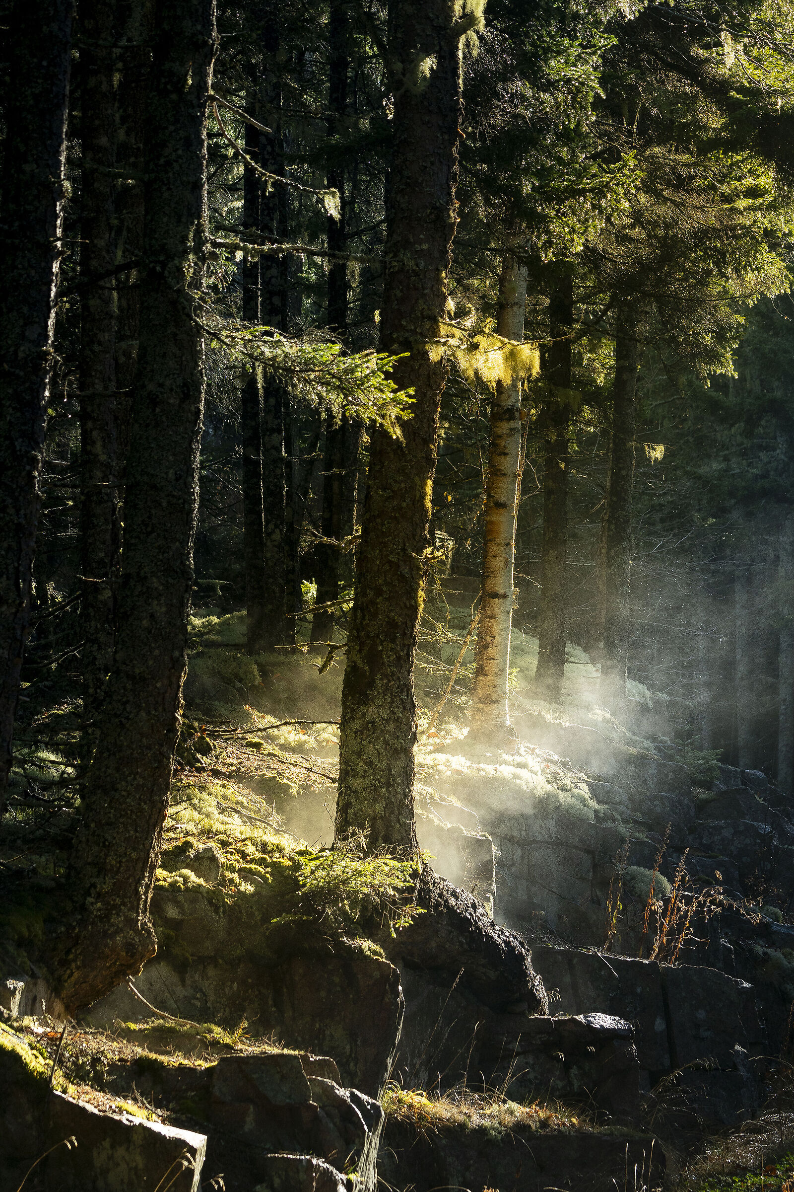 Acadia National Park