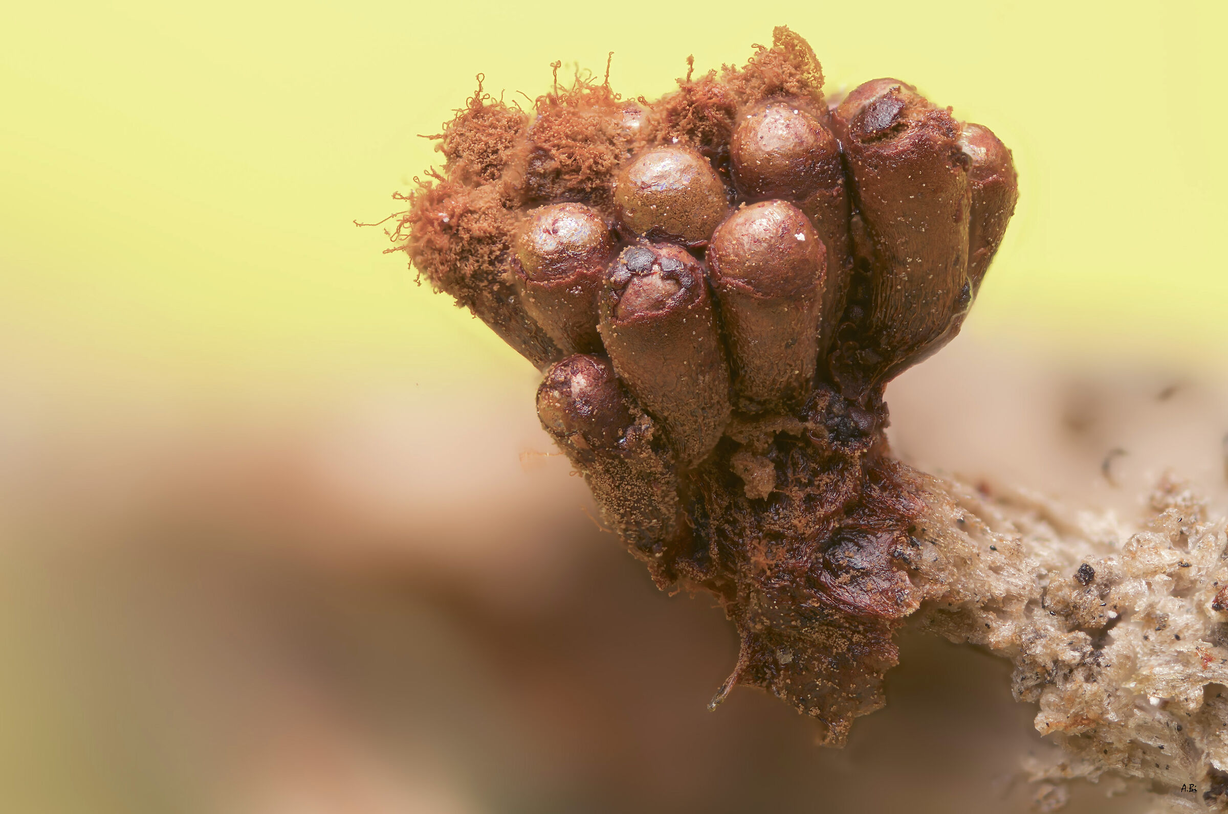 Metatrichia vesparium