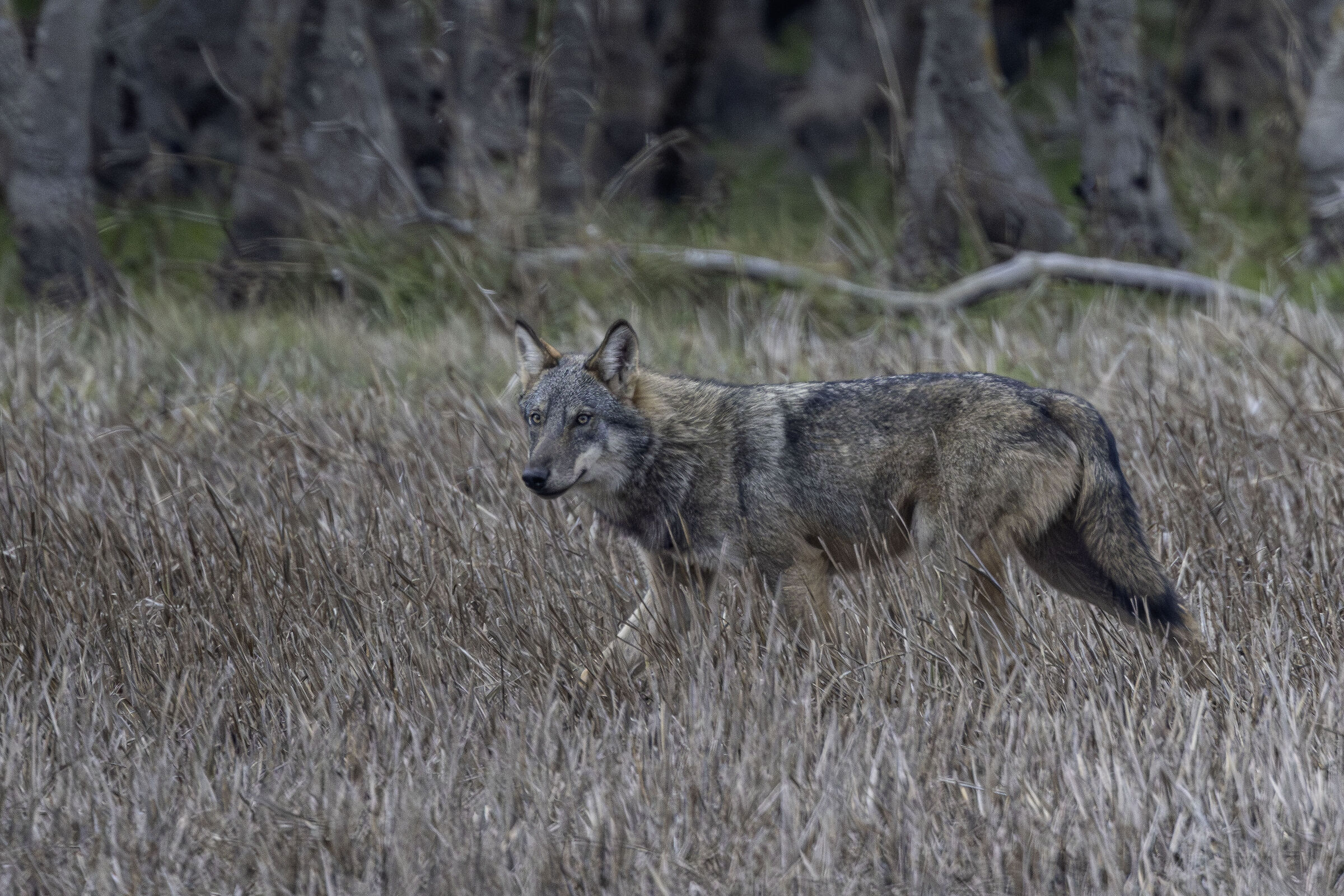 Mi dispiace, devo andare
