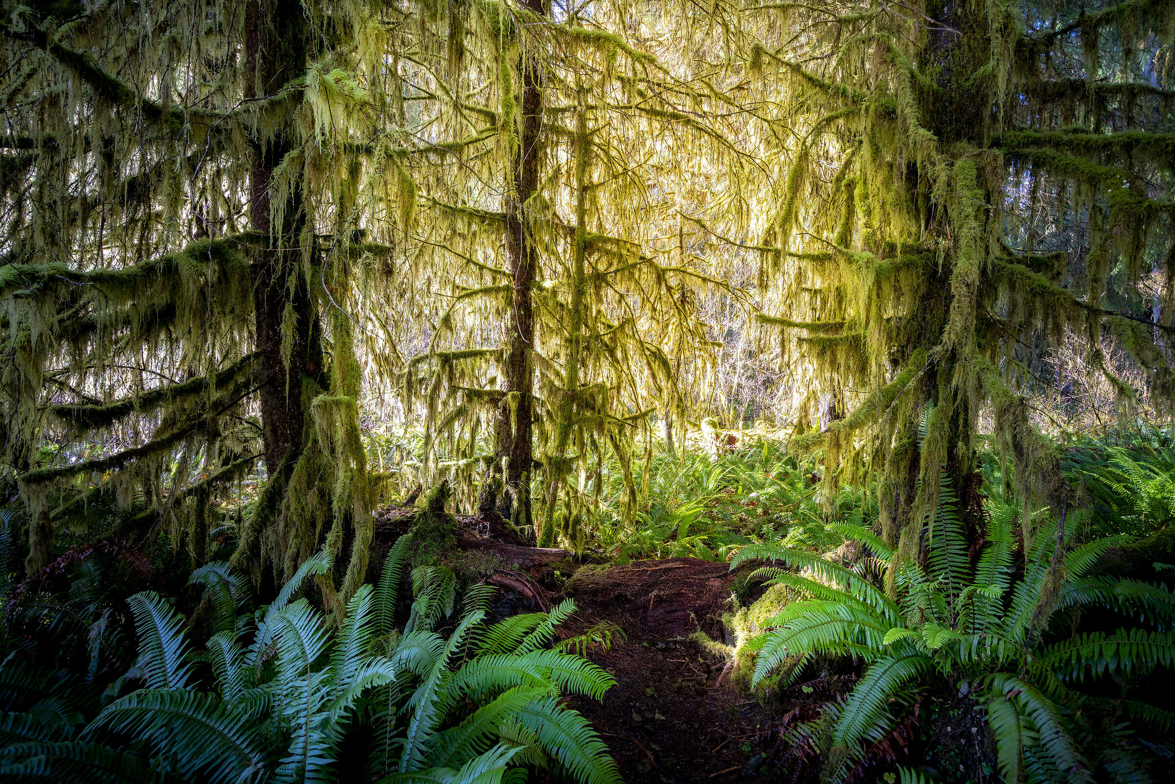 Hoh Rain Forest
