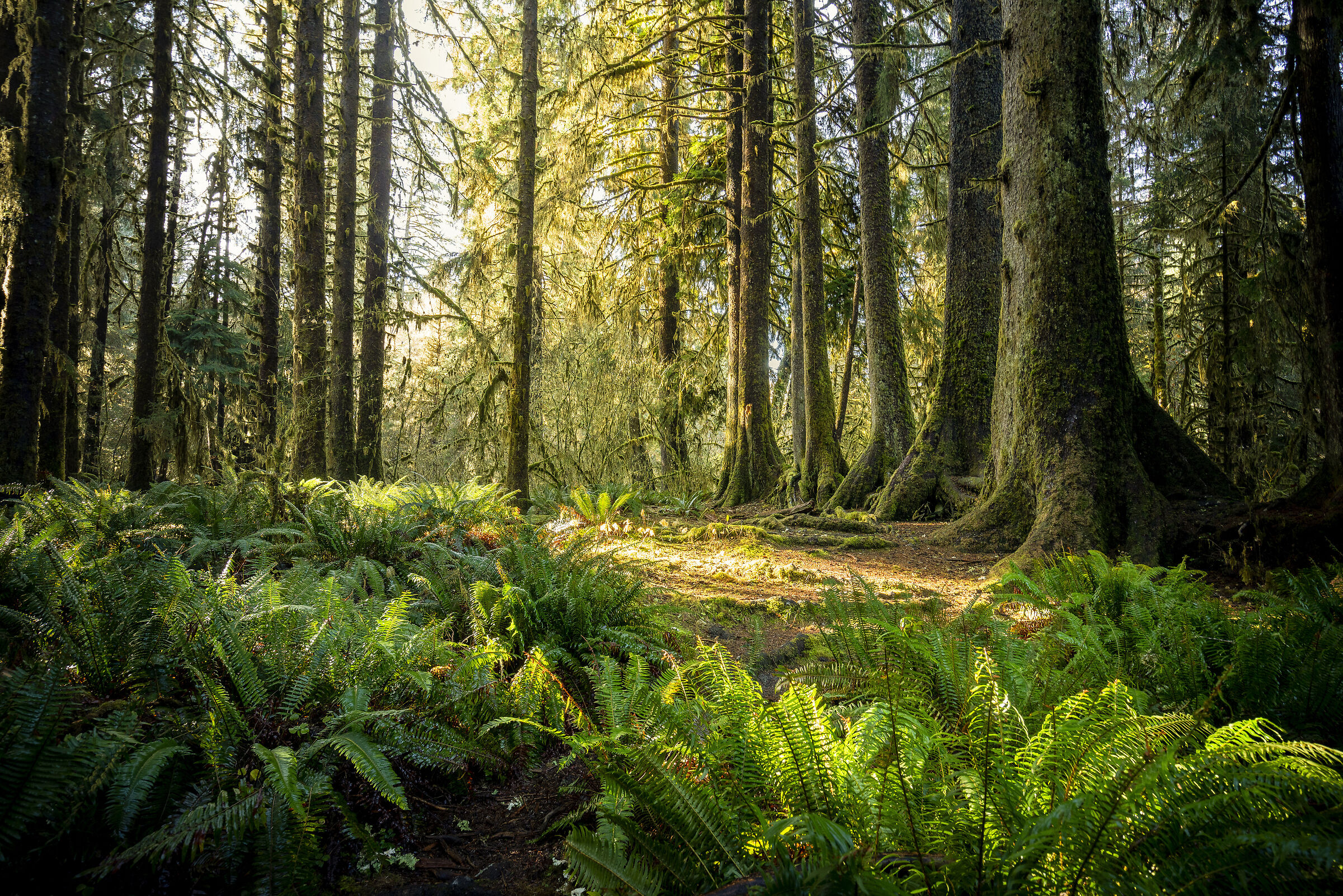 Olympic National Park