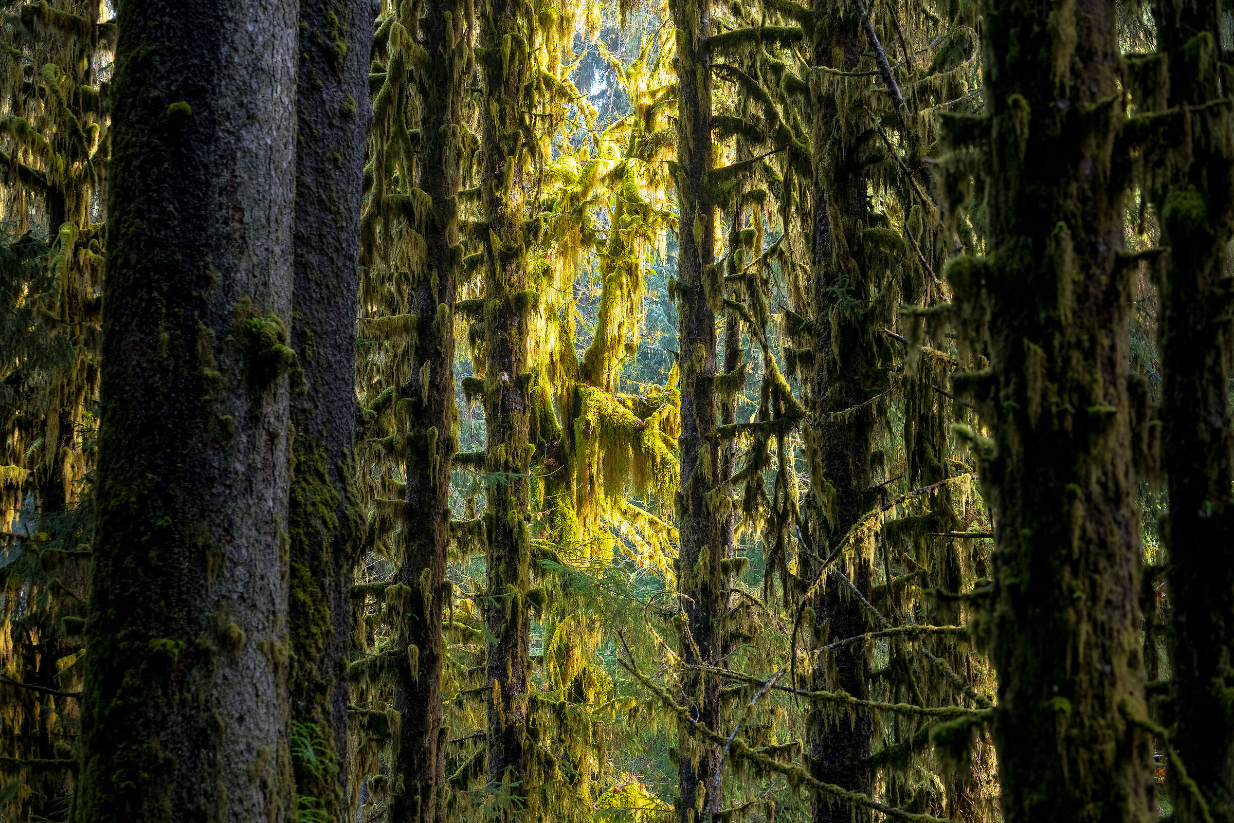 Olympic National Park