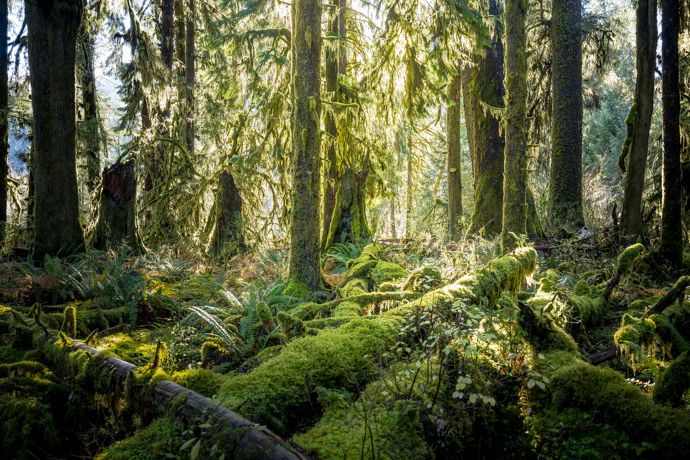 Olympic National Park