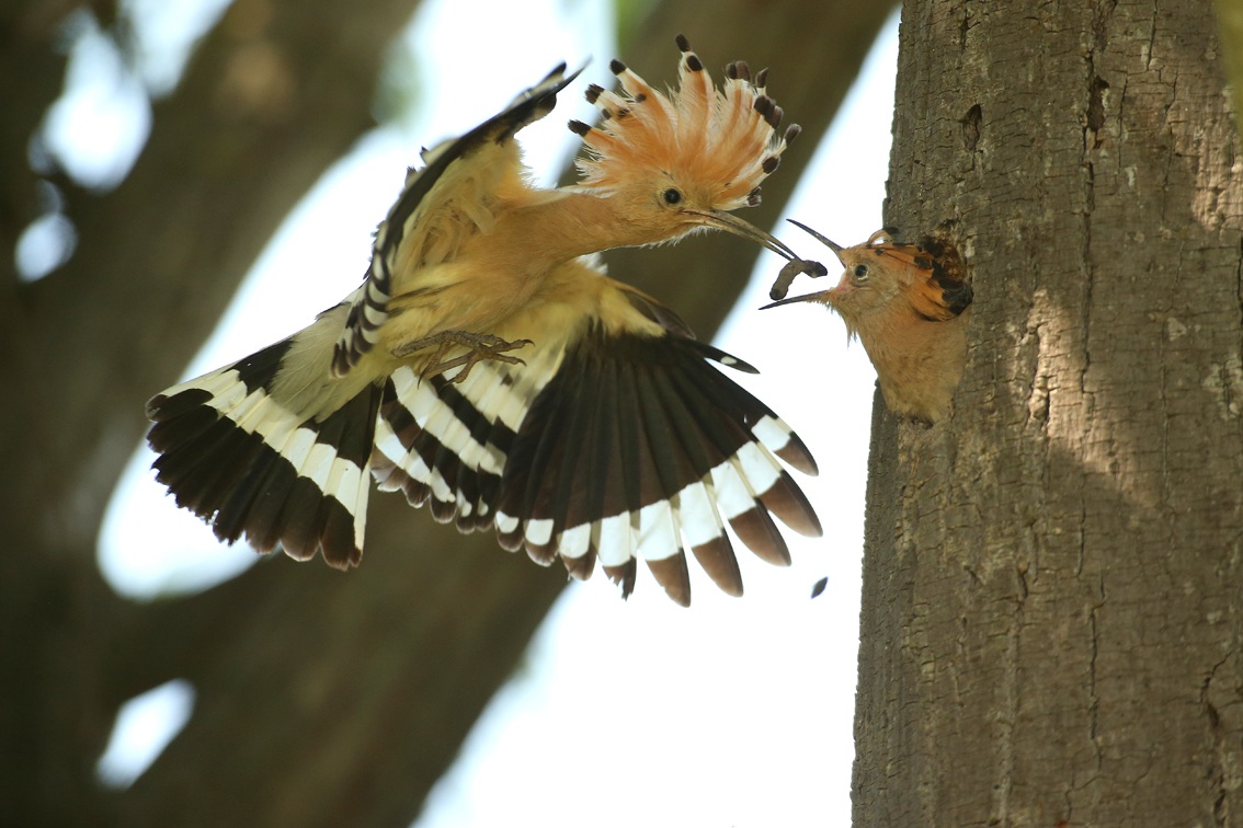 hoopoe