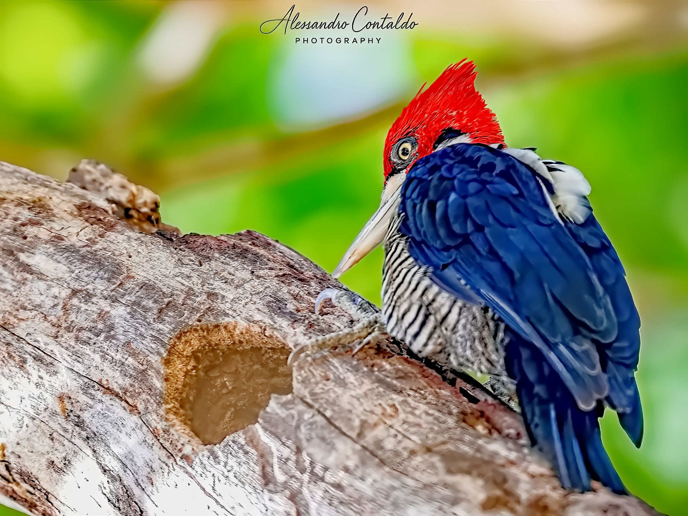 Picchio lineato (Dryocopus lineatus)