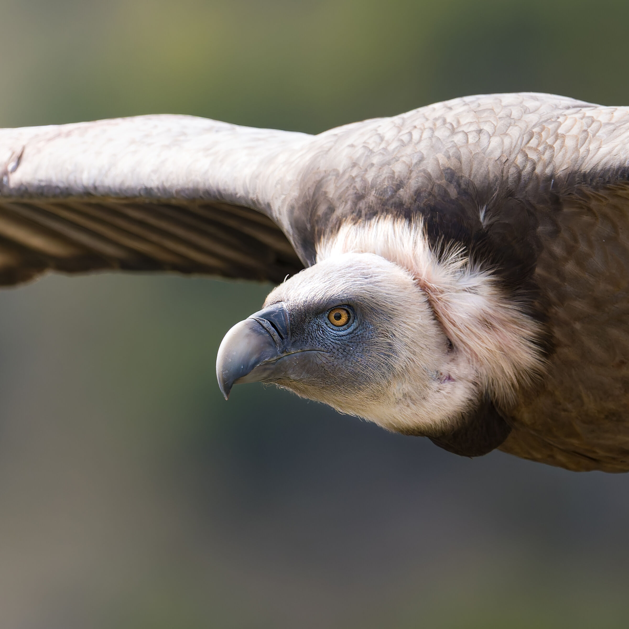 Griffin-Parc naturel régional des Baronnies Proven&cc...