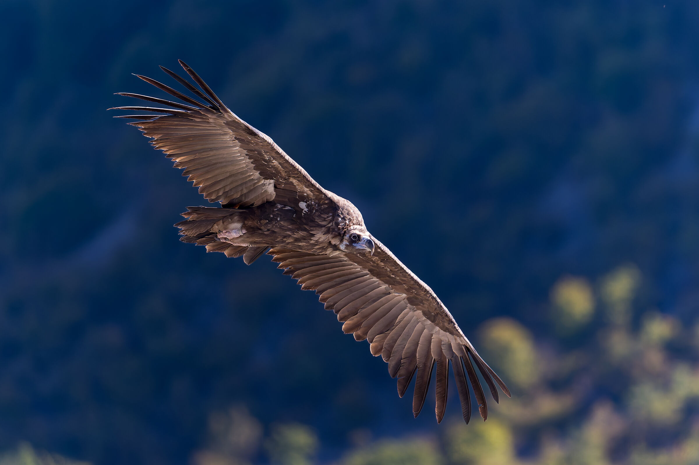 Vulture Monaco -Baronnies Provençales