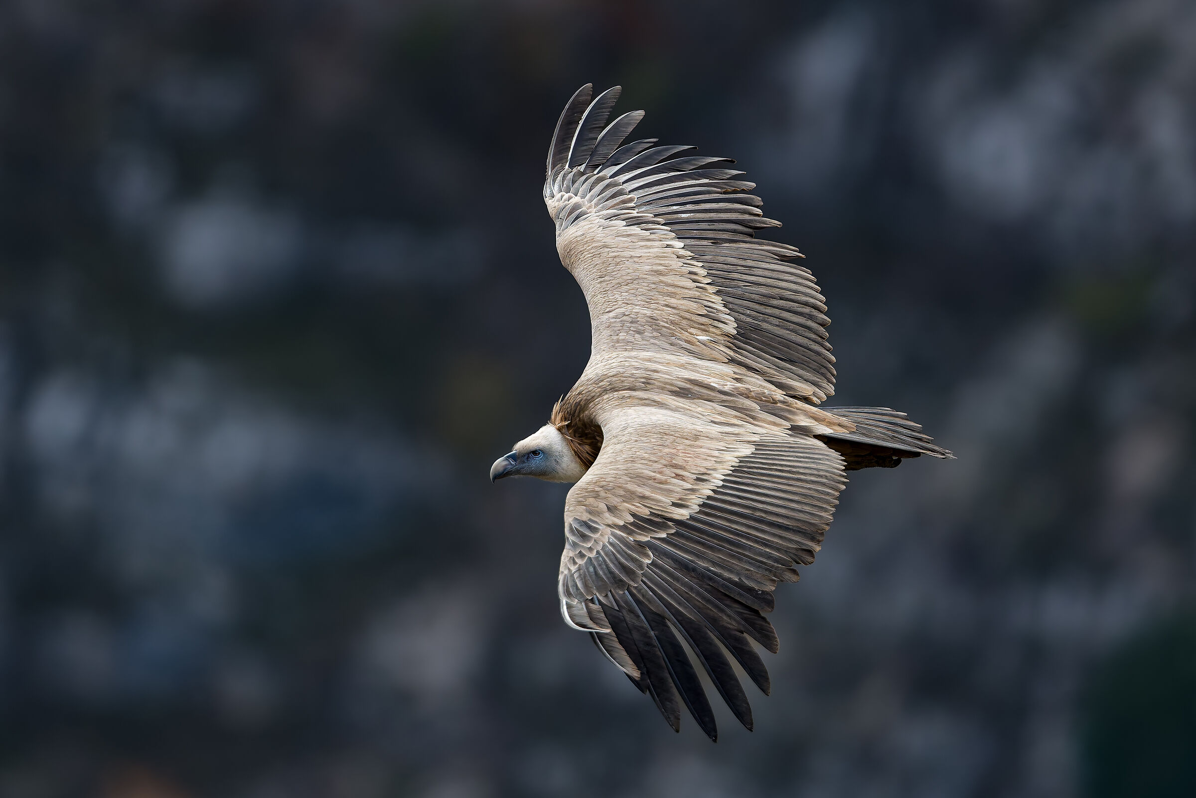 Griffin-Parc naturel régional des Baronnies Proven&cc...