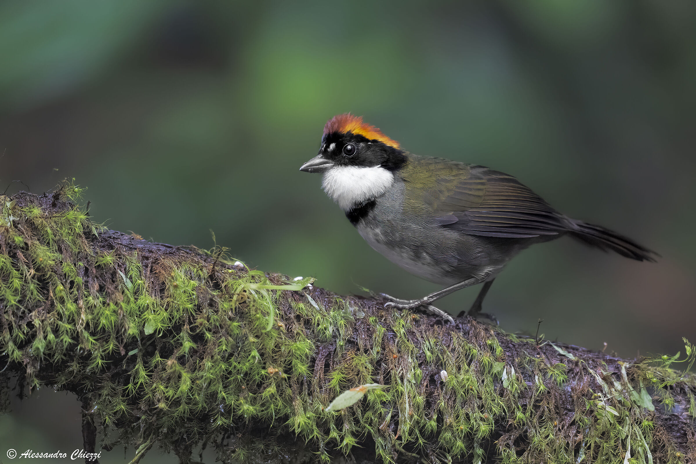 Chestnut scrub finch