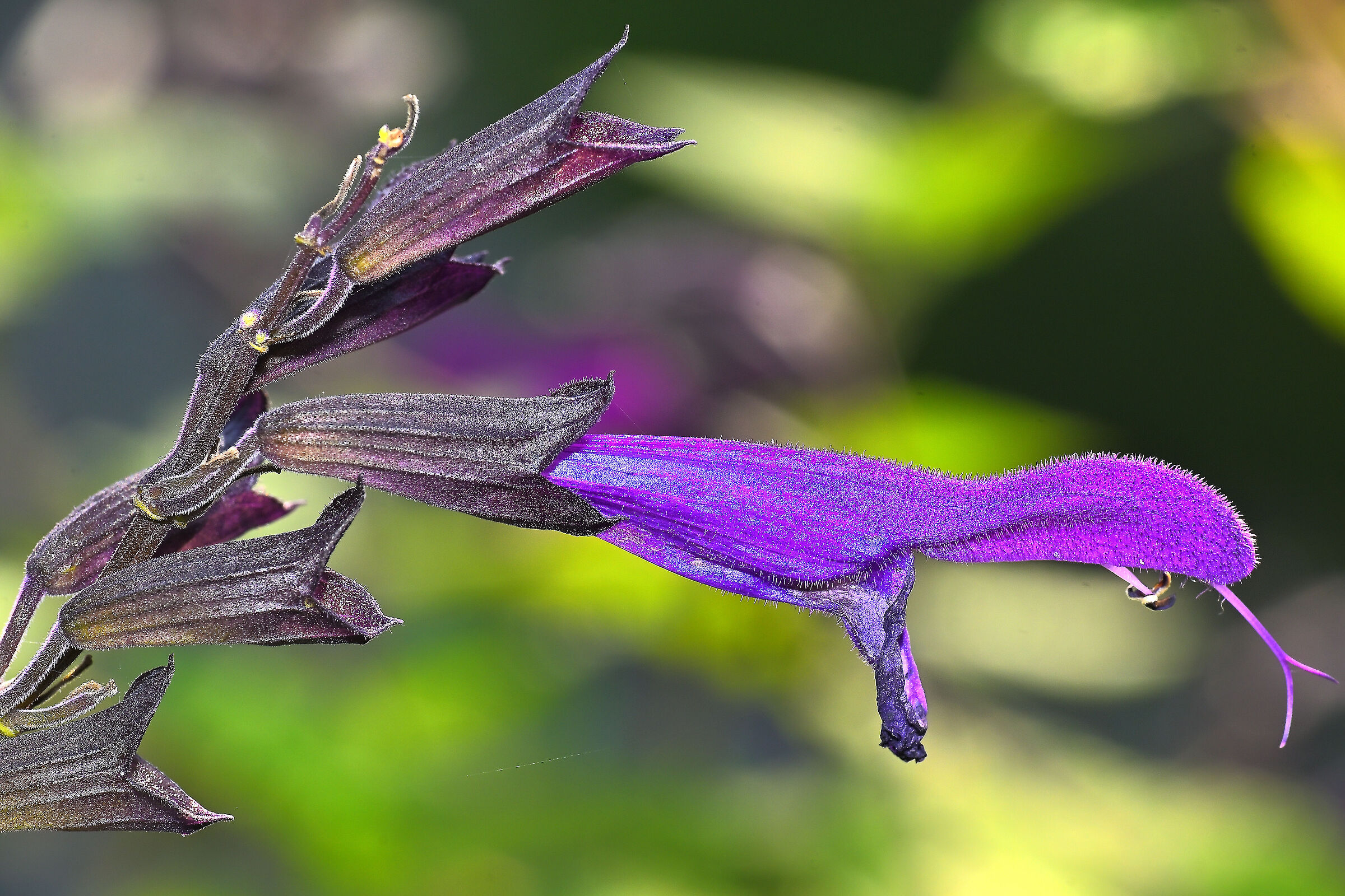 Salvia