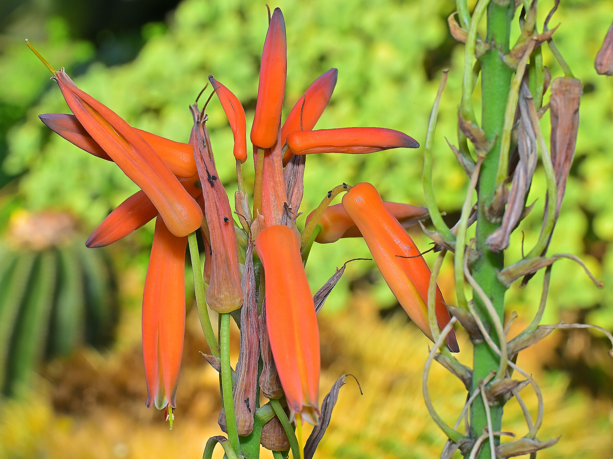 Billbergia nutans