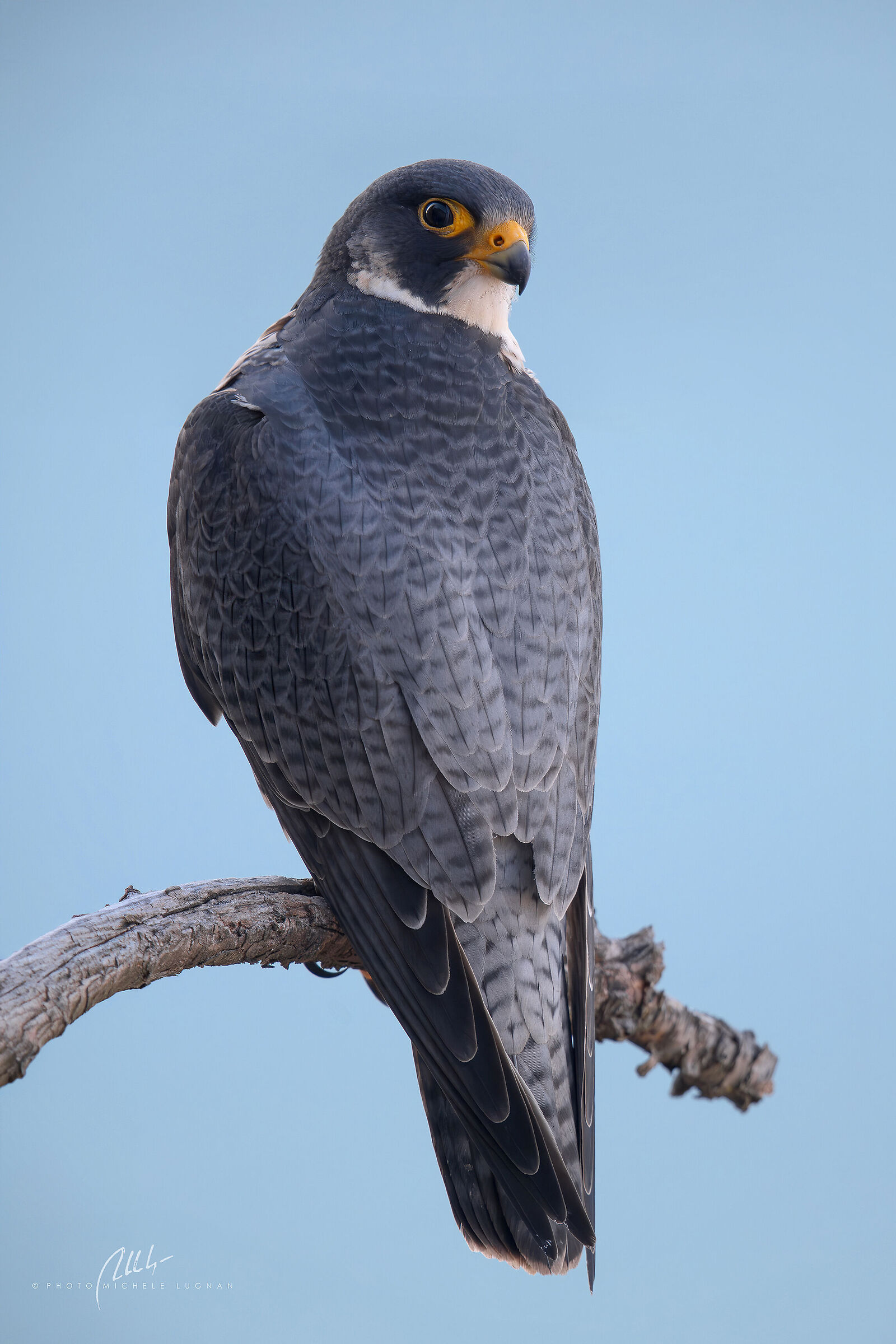 Falco peregrinus