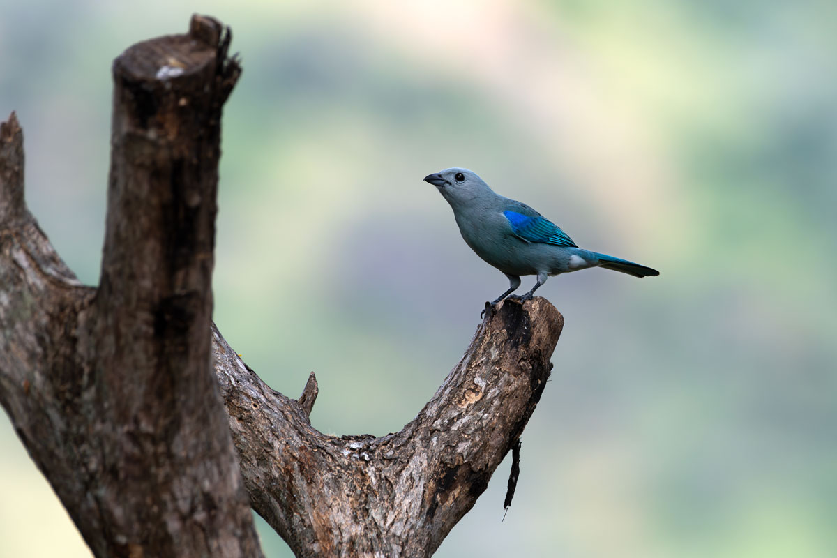 Tangara grigio-azzurra