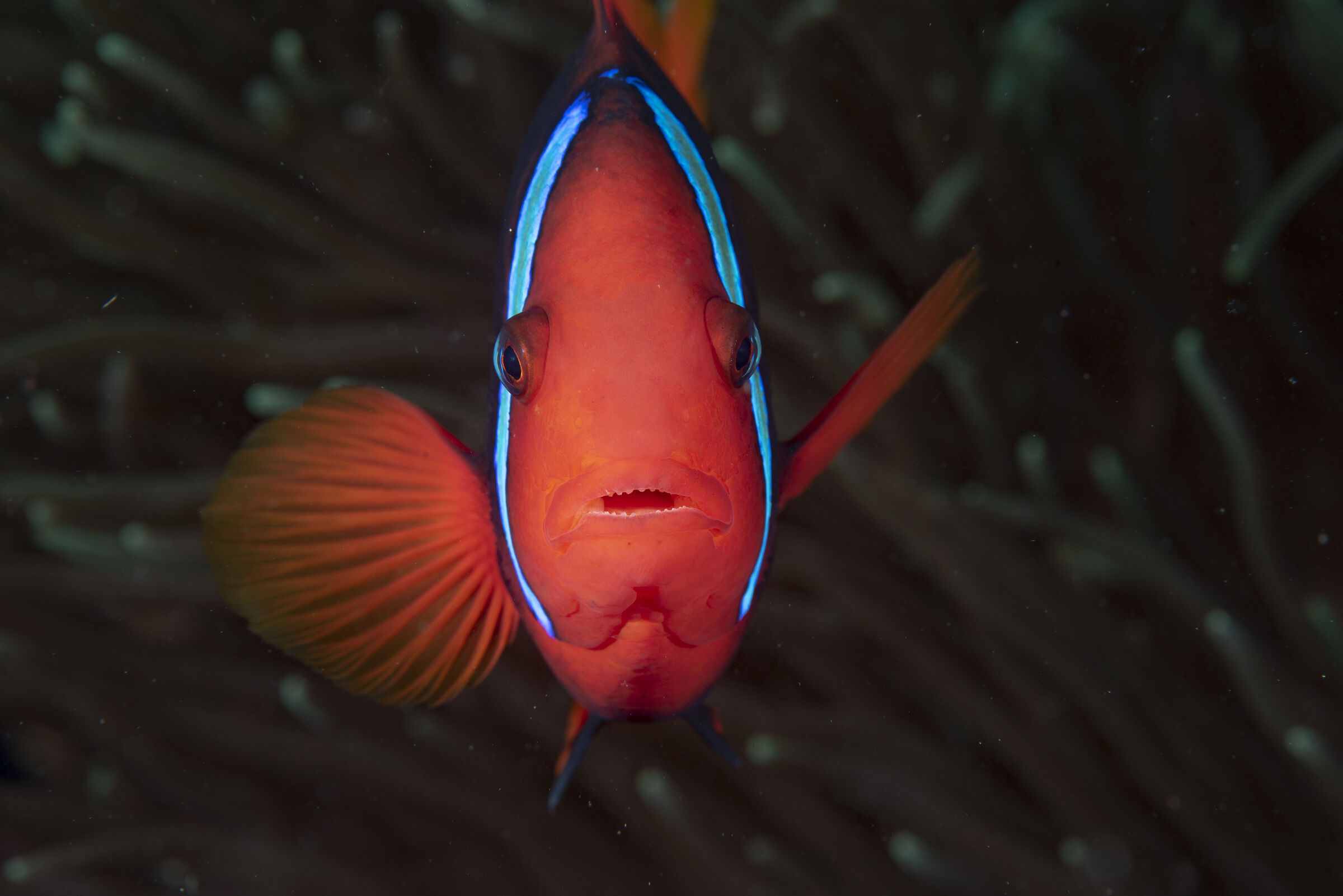 Clownfish, Amphiprion melanopus