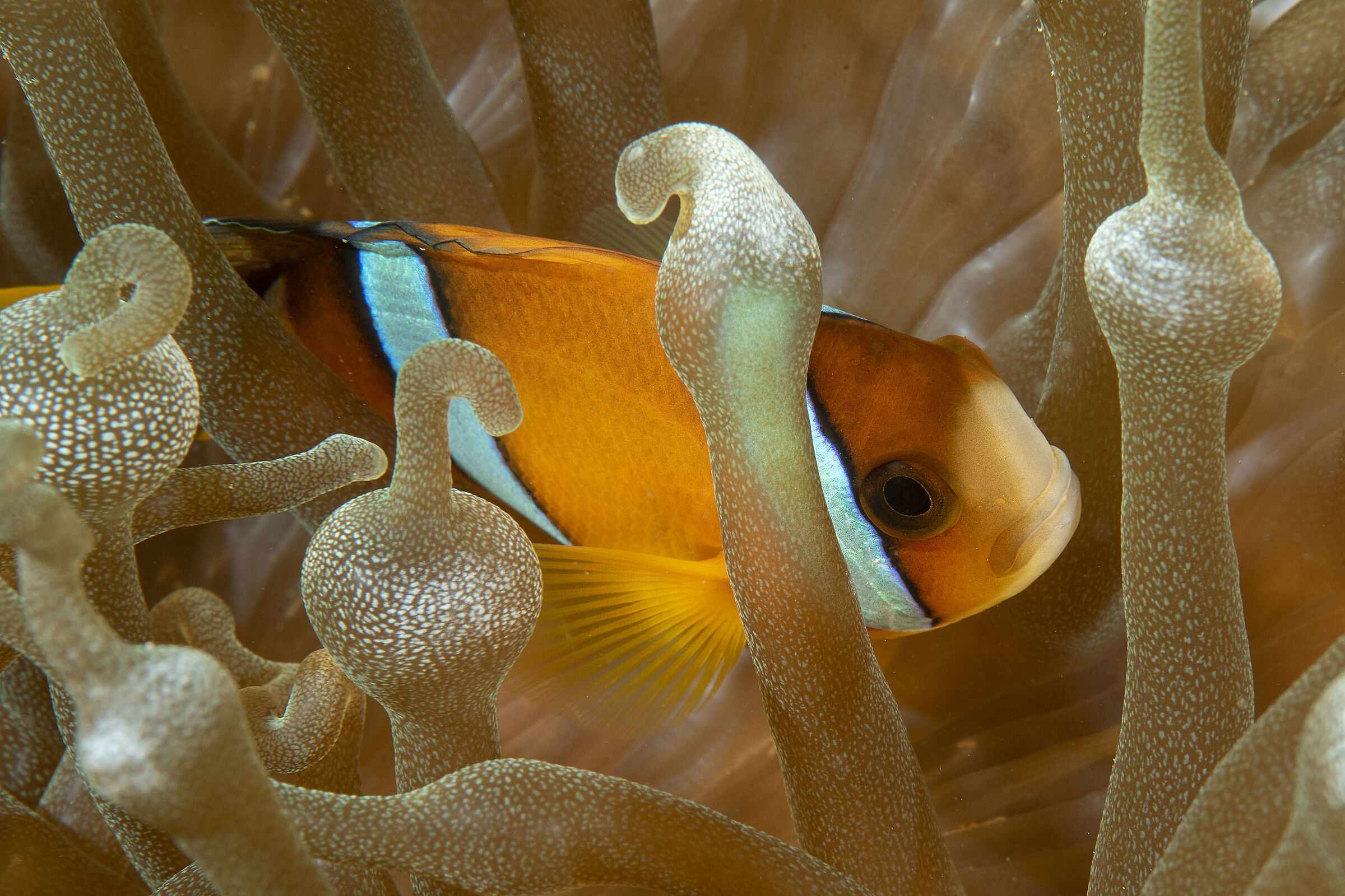clownfish, Amphiprion akindynos