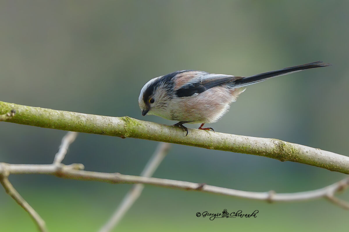 Codibugnolo ( Aegithalos caudatus)