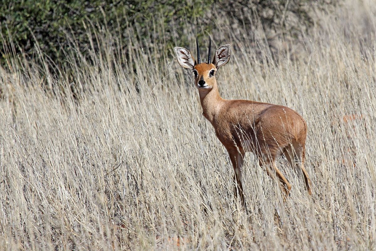 Steenbok