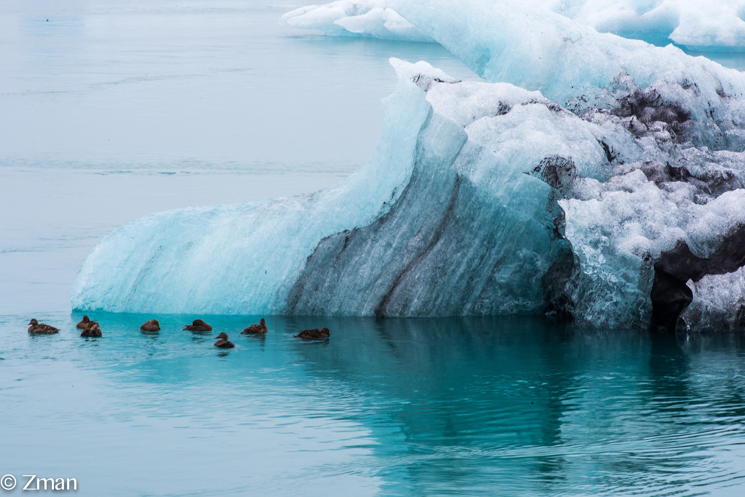 Floating Glacier Snow with Ducks Swimming
