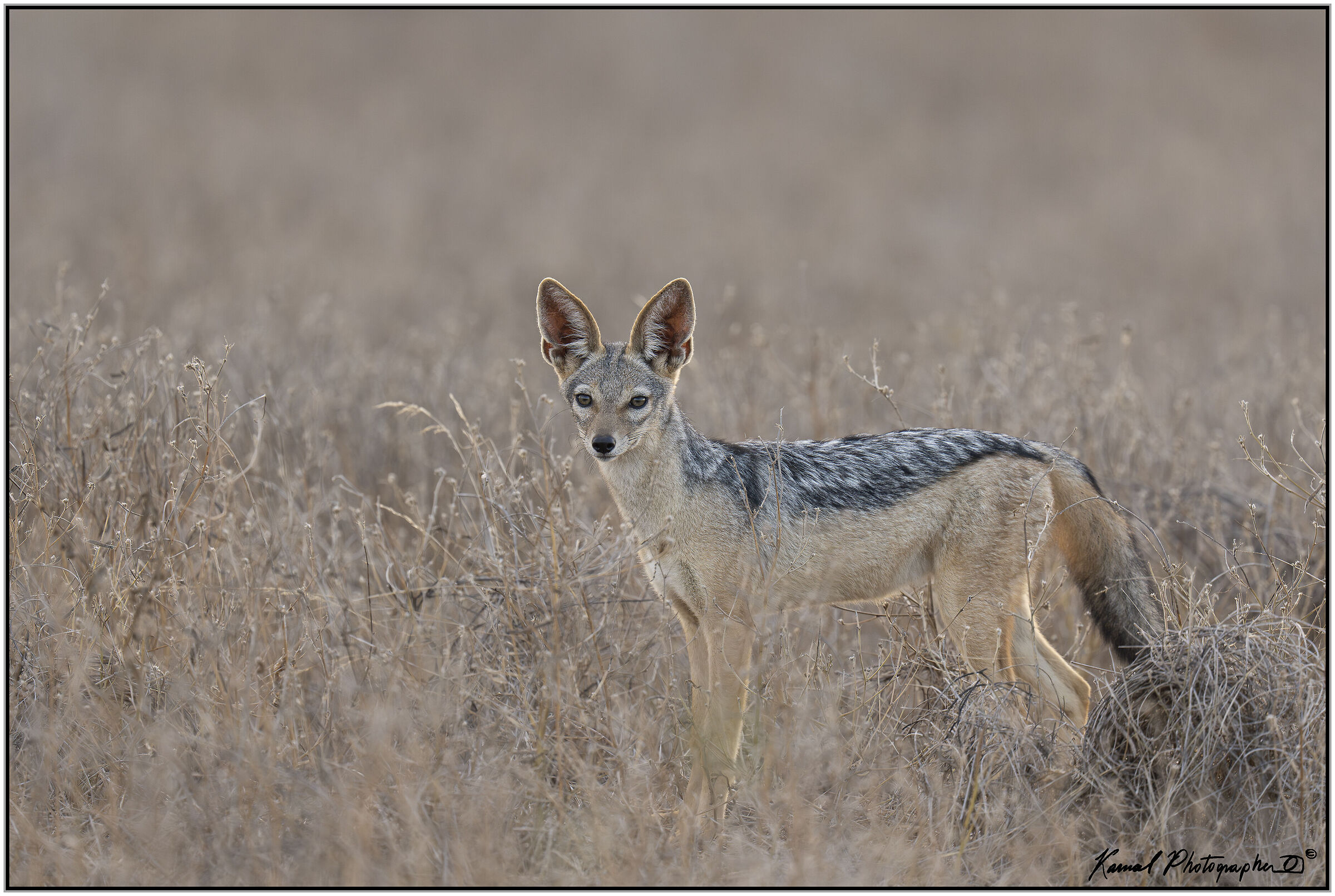 Jackal (Lupulella mesomelas)