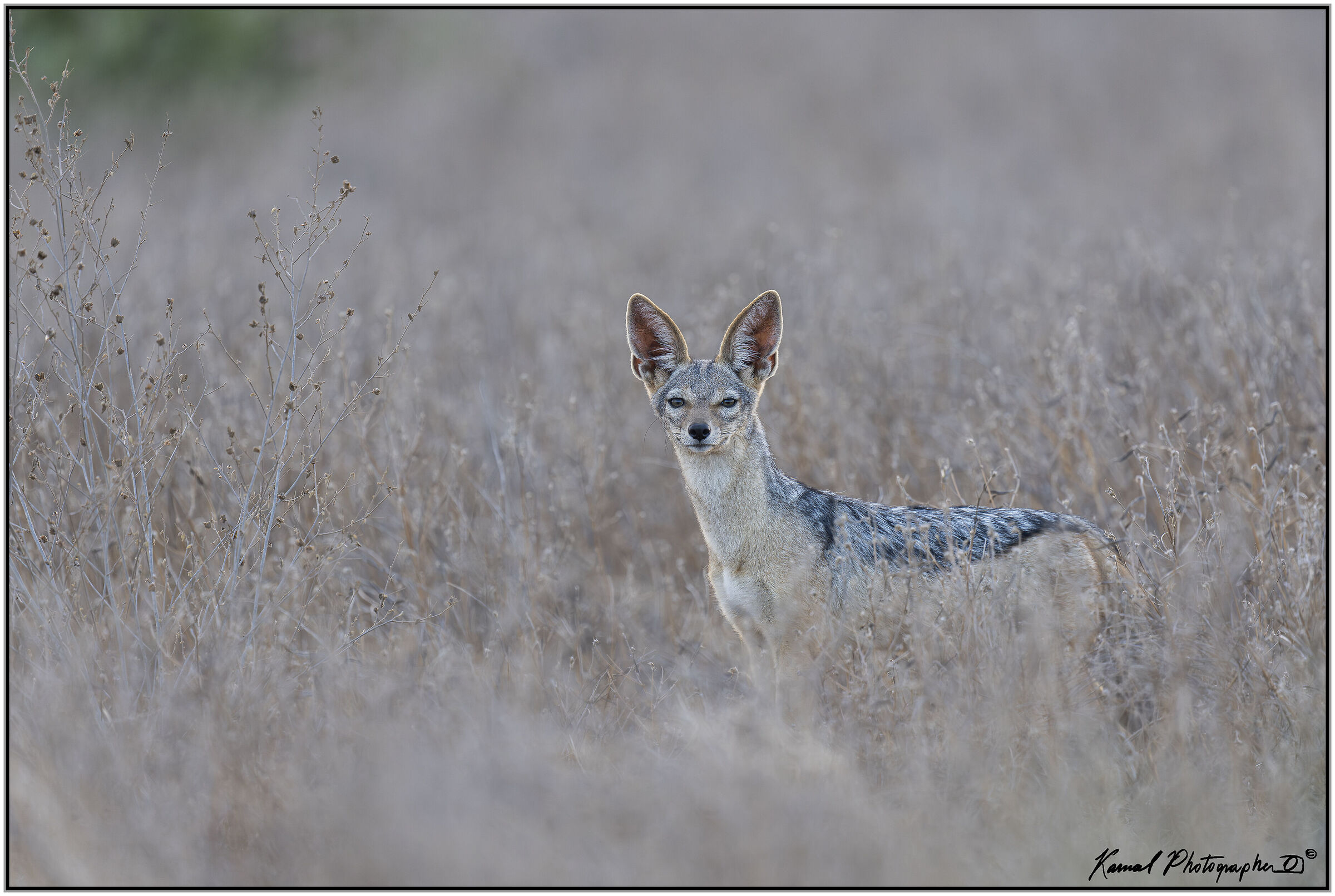 Jackal from the Cloth