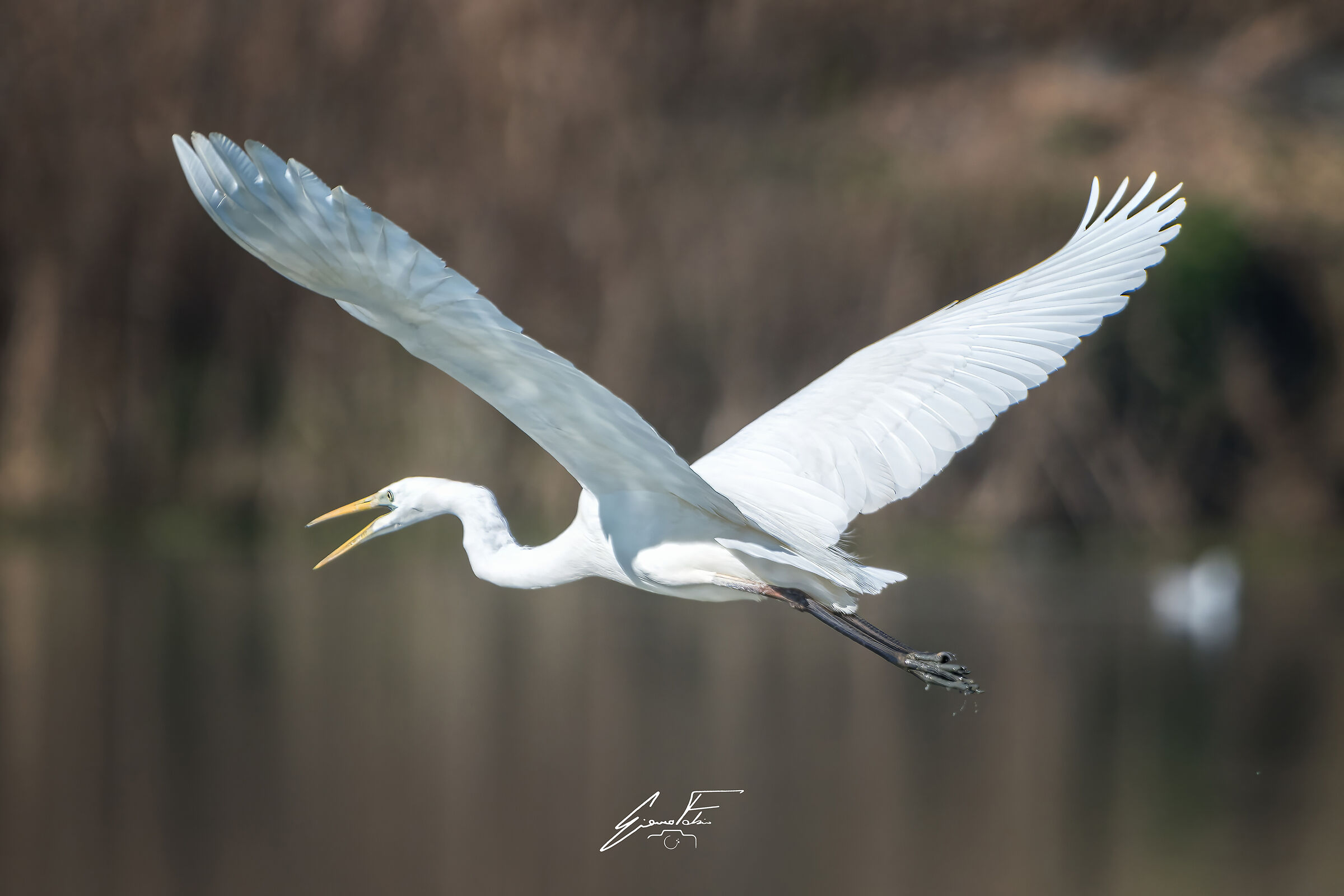 Great White Heron